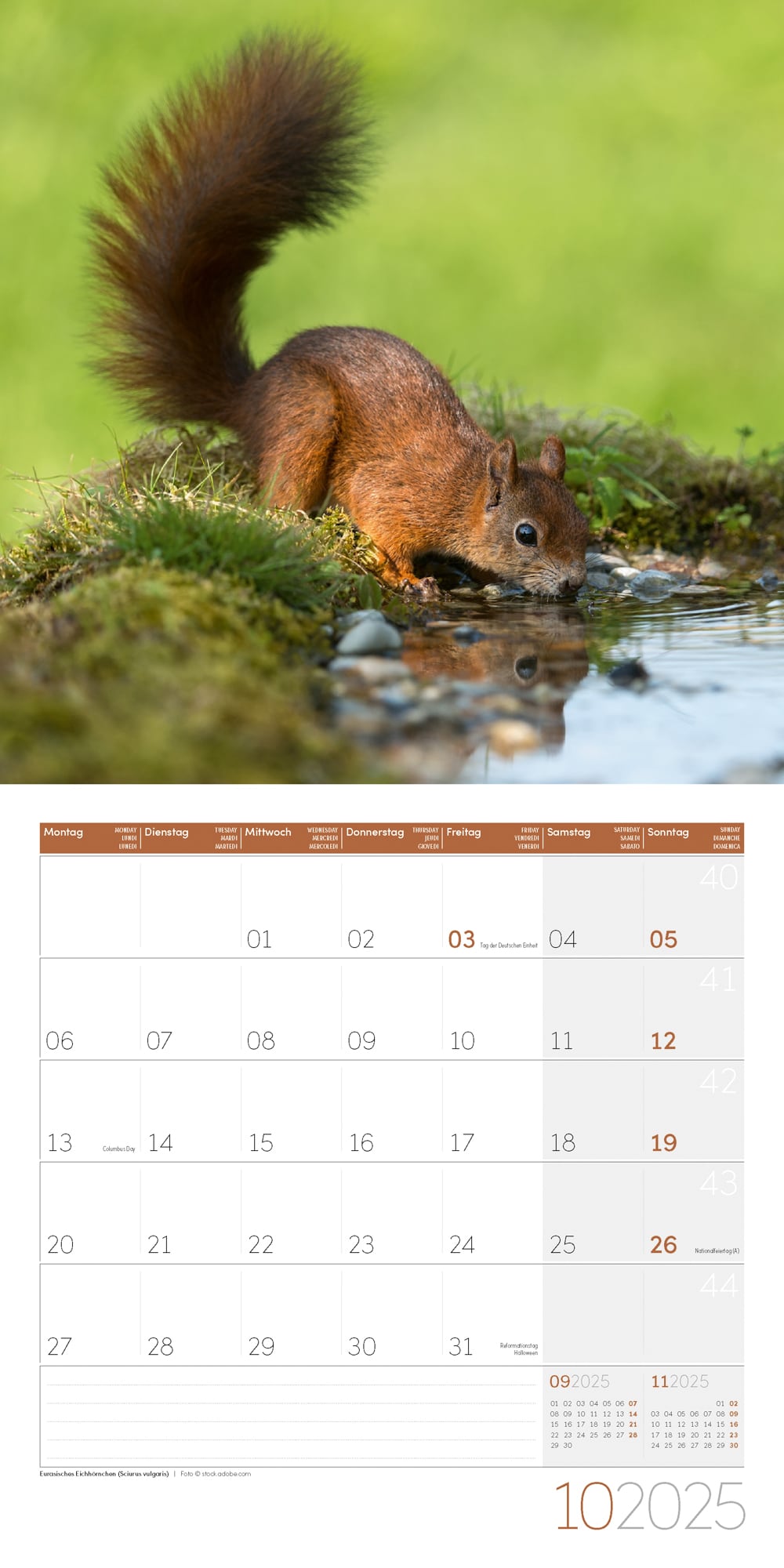Art12 Collection Kalender Heimische Wildtiere 2025 - 30x30 - Innenansicht 10