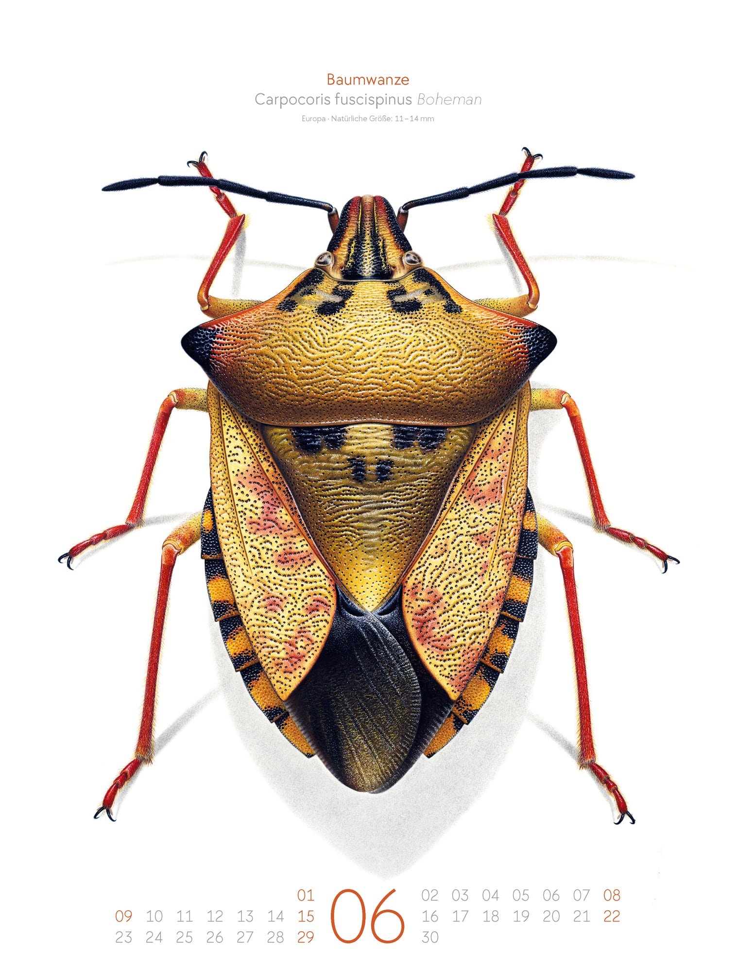 Ackermann Calendar Bugs Life 2025  - Inside View 06