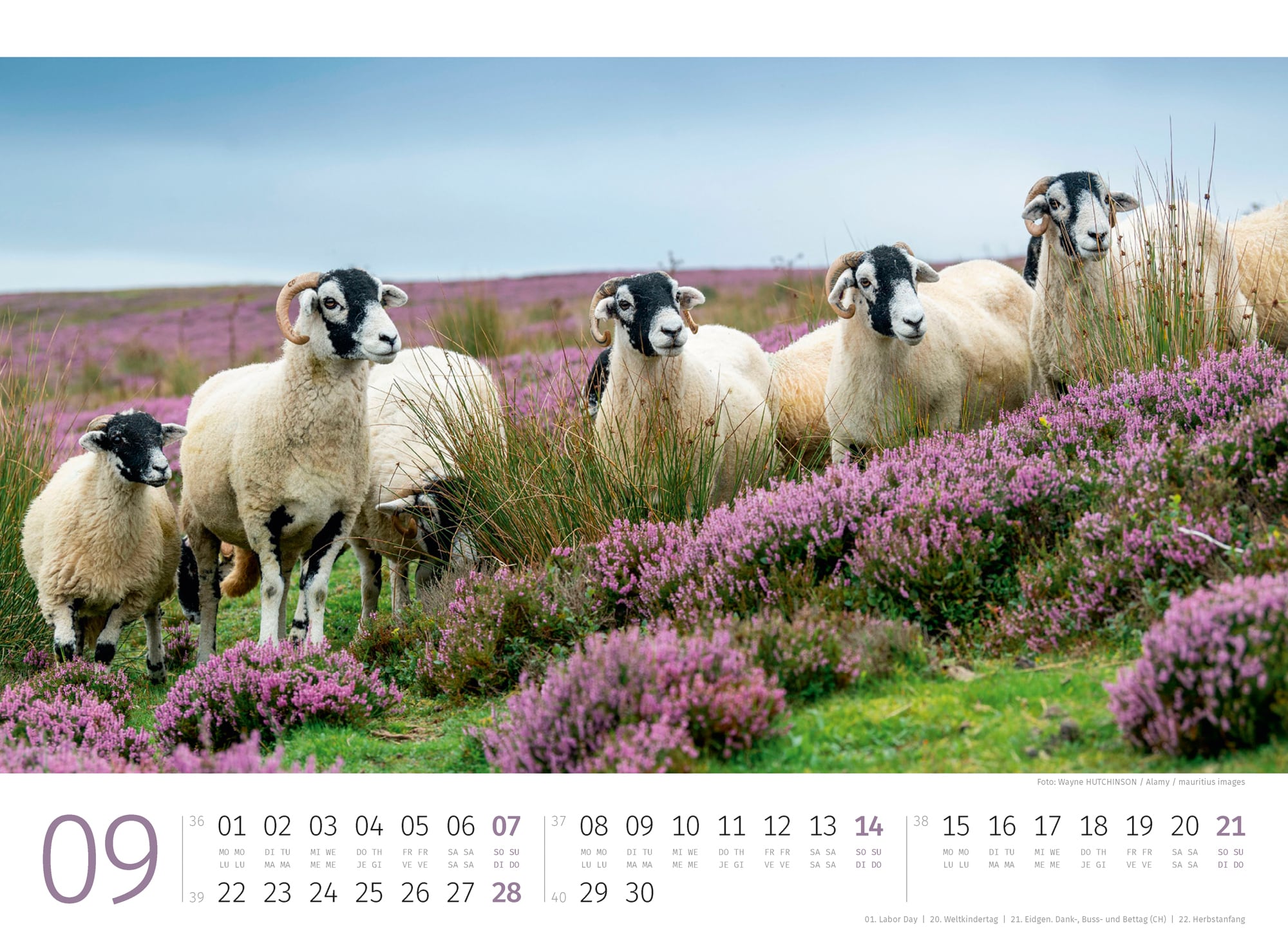 Ackermann Calendar Sheep 2025 - Inside View 09