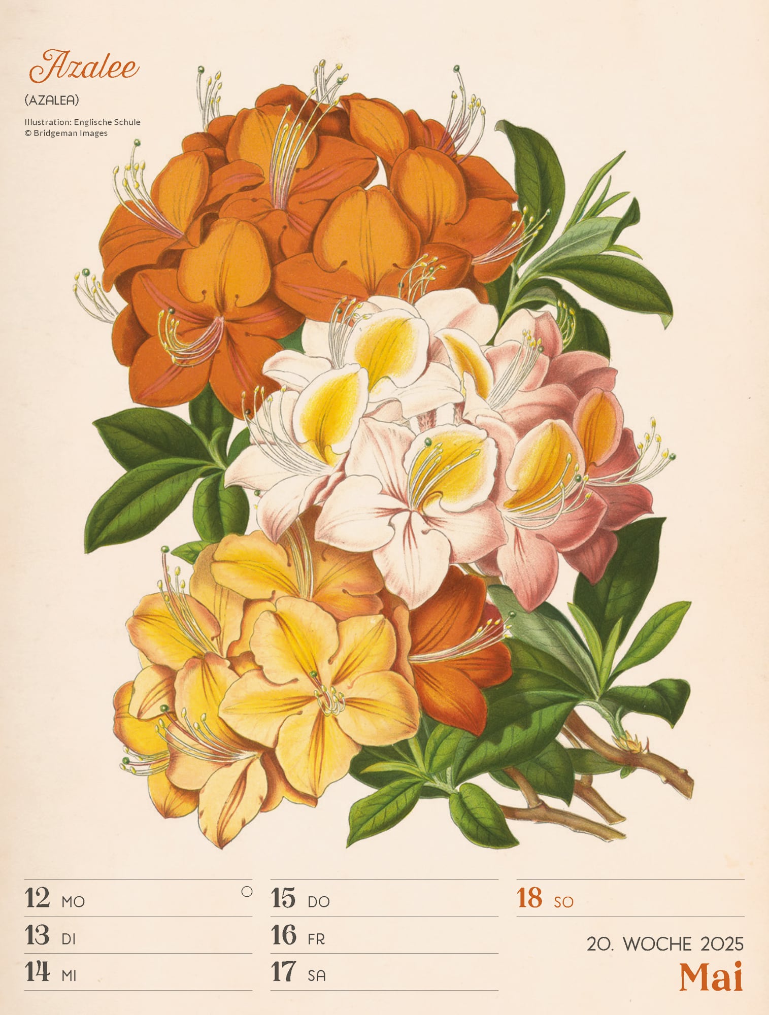 Ackermann Calendar Ars Floralis 2025 - Weekly Planner - Inside View 23