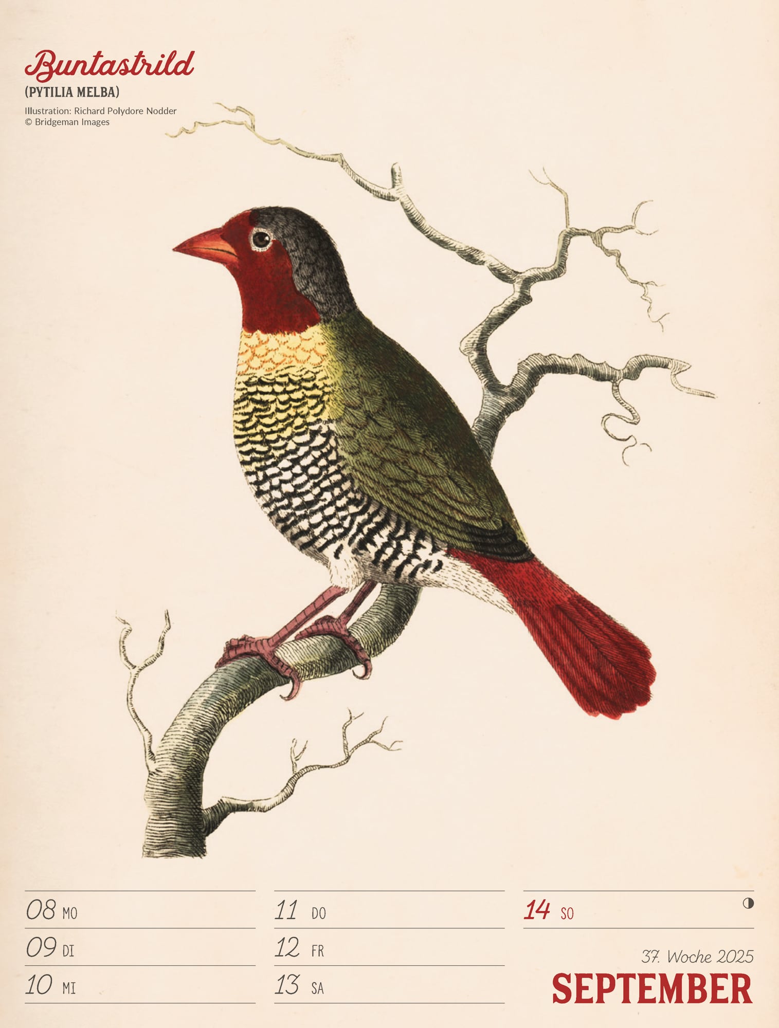 Ackermann Calendar The wonderful World of Birds 2025 - Weekly Planner - Inside View 40