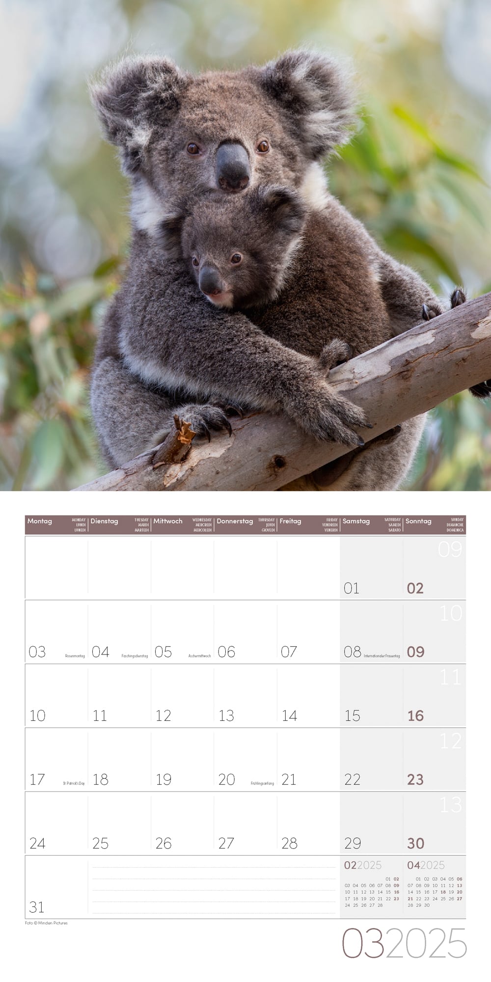 Art12 Collection Kalender Koalas 2025 - 30x30 - Innenansicht 03