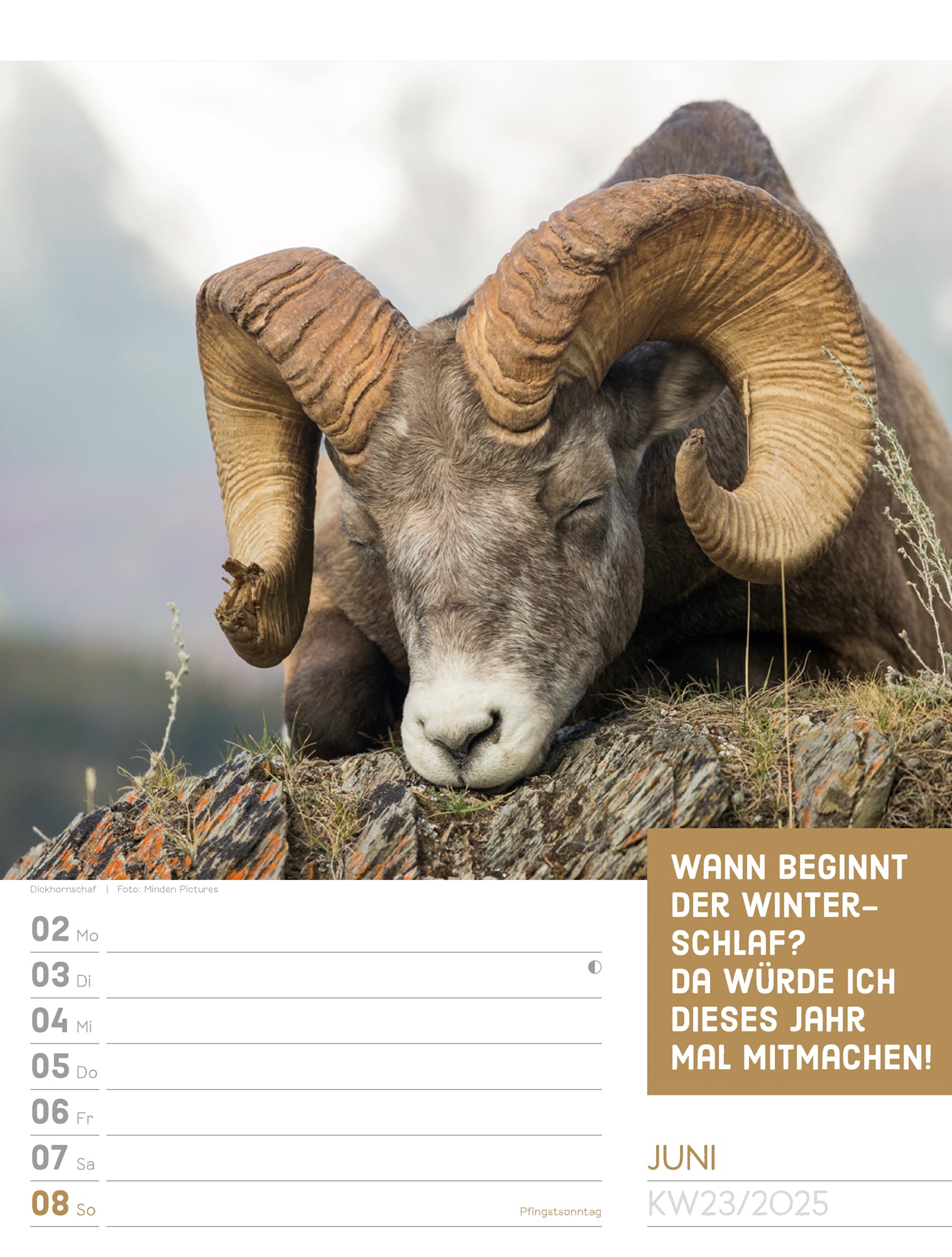 Ackermann Calendar Animals 2025 - Weekly Planner - Inside View 26
