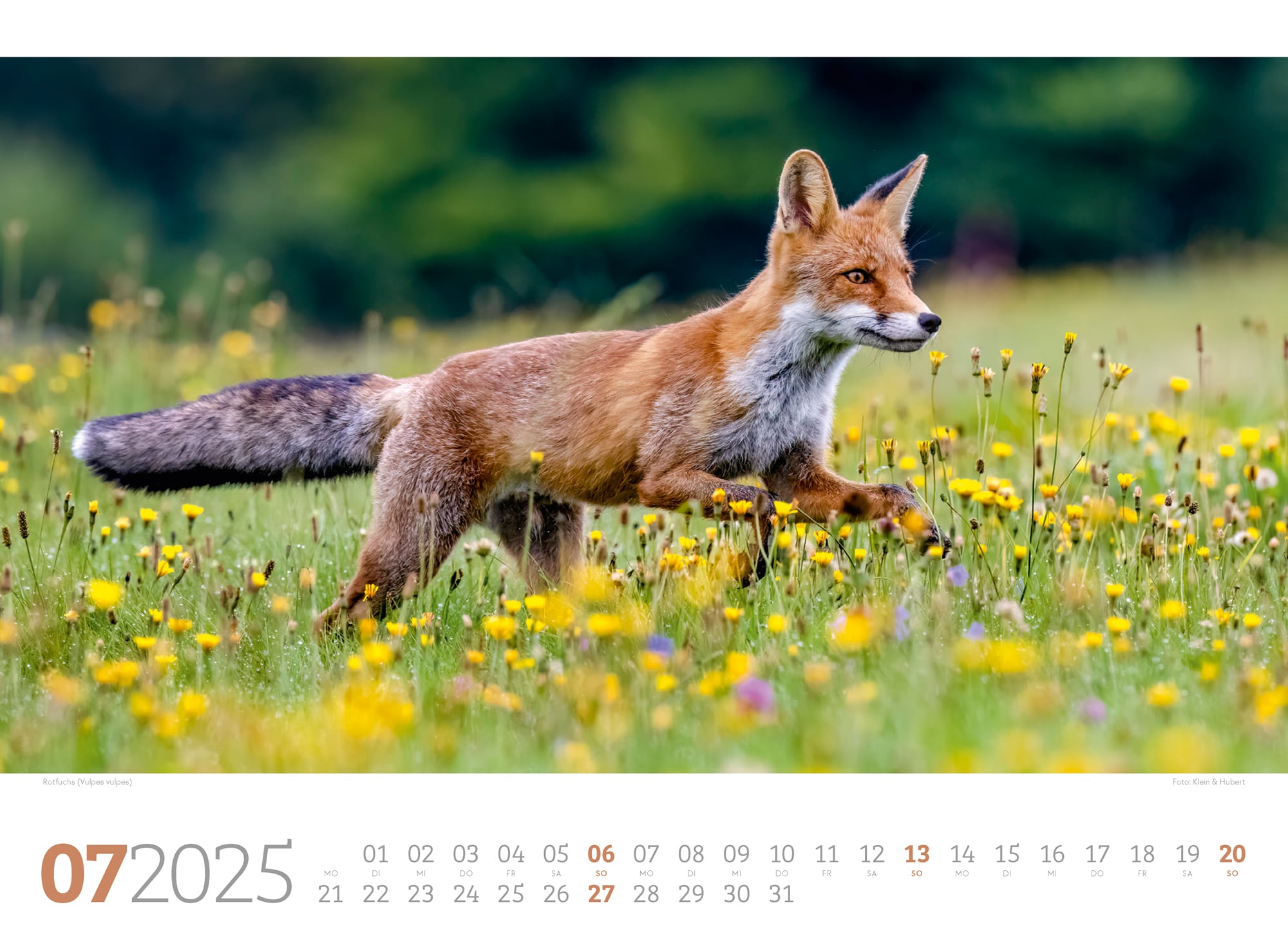 Ackermann Kalender Tierwelt Wald 2025 - Innenansicht 07