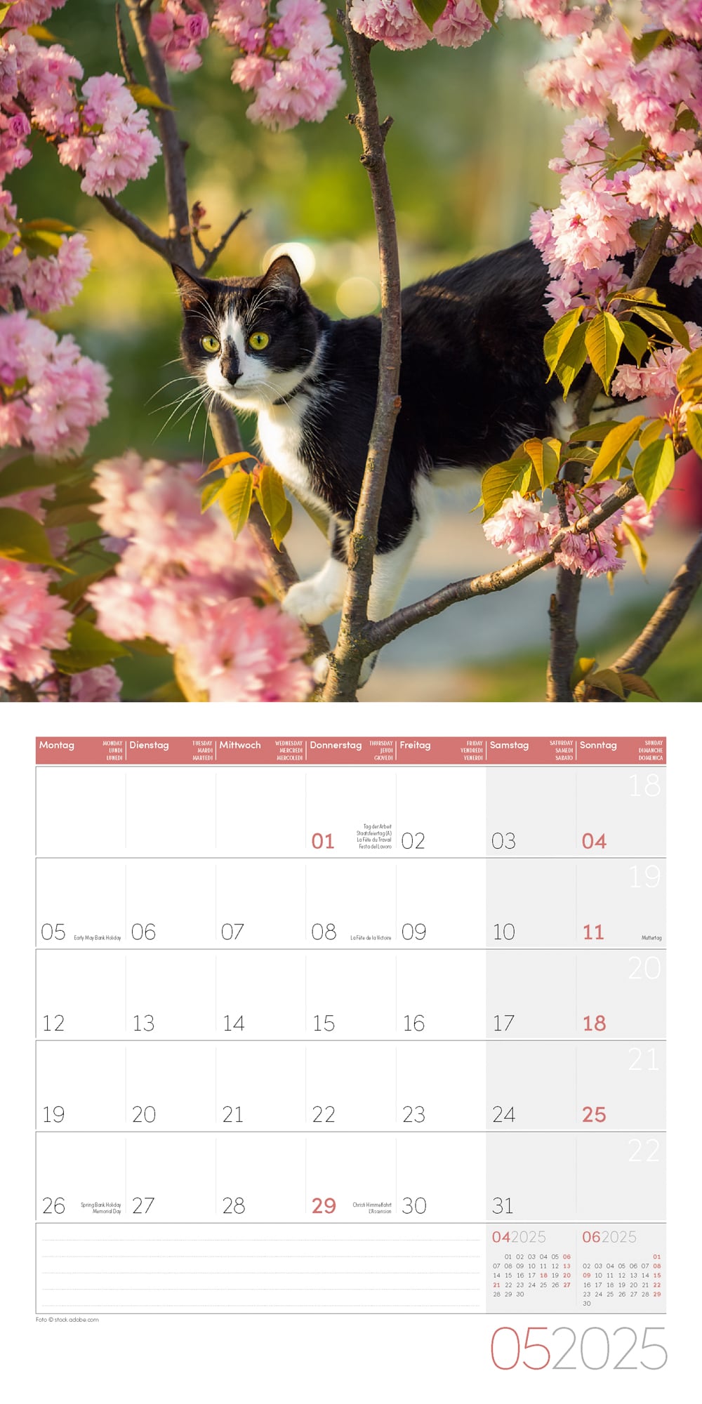 Art12 Collection Kalender Katzen 2025 - 30x30 - Innenansicht 05