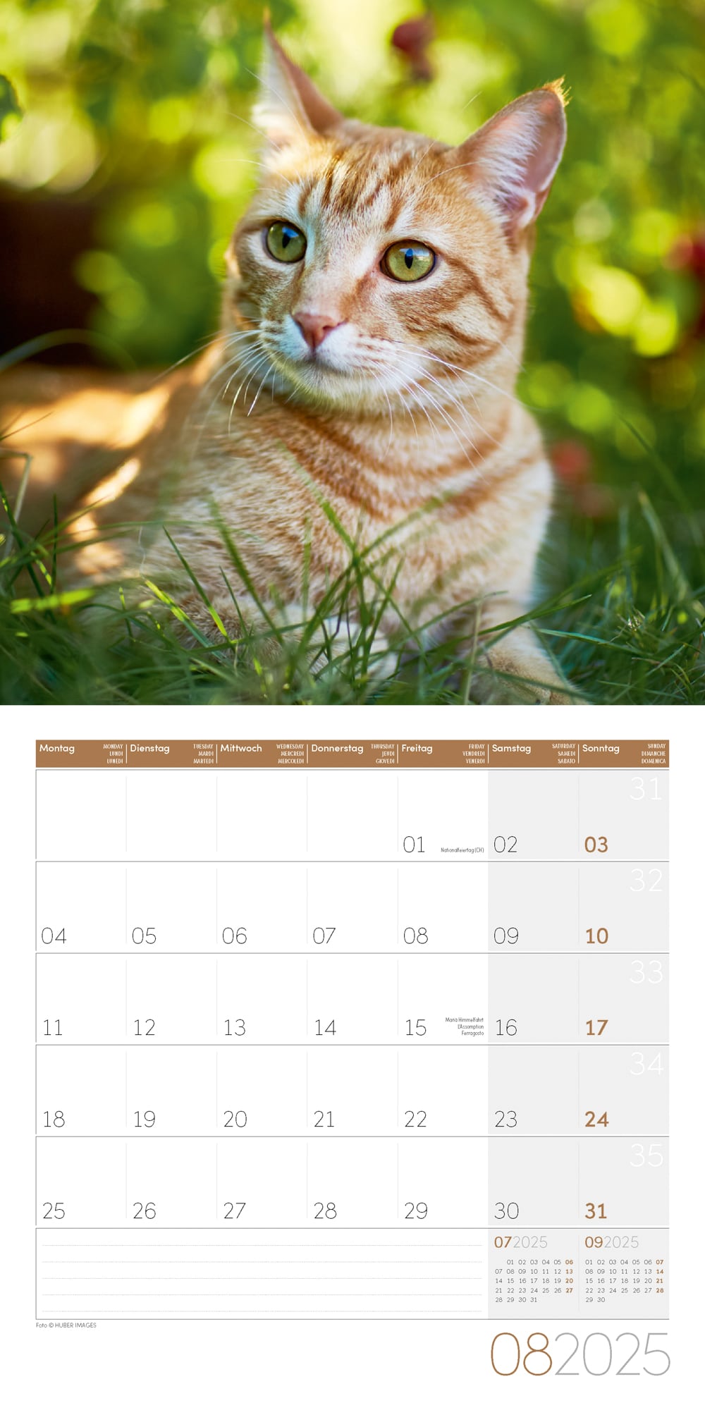 Art12 Collection Kalender Katzen 2025 - 30x30 - Innenansicht 08