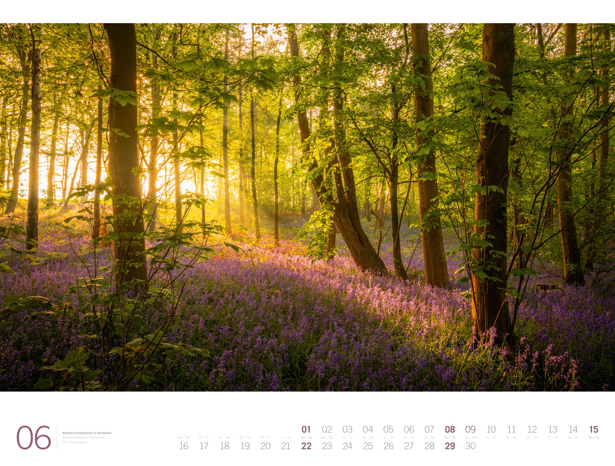Ackermann Calendar Forest - Gallery 2025 - Inside View 06