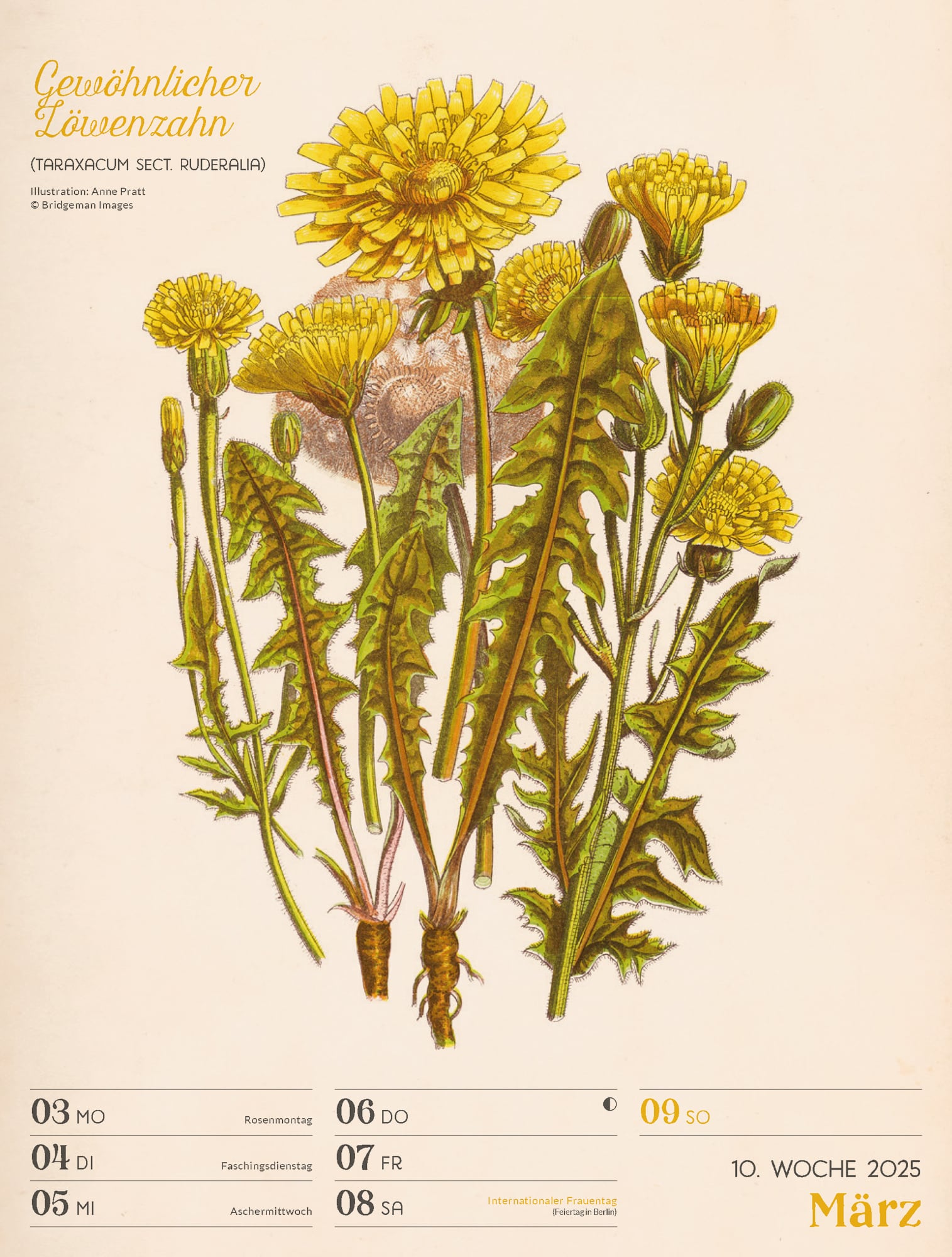 Ackermann Calendar Ars Floralis 2025 - Weekly Planner - Inside View 13
