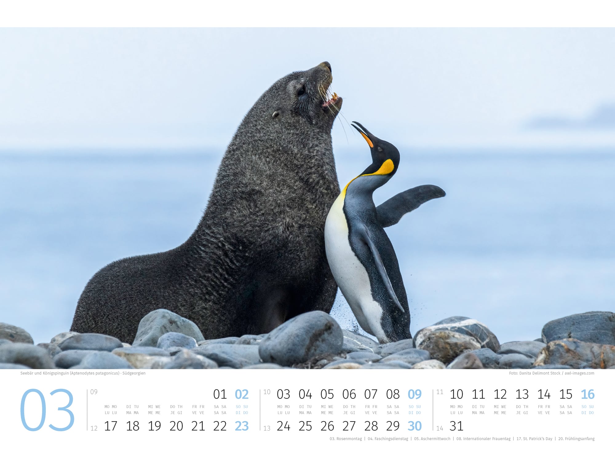 Ackermann Calendar Penguins 2025 - Inside View 03