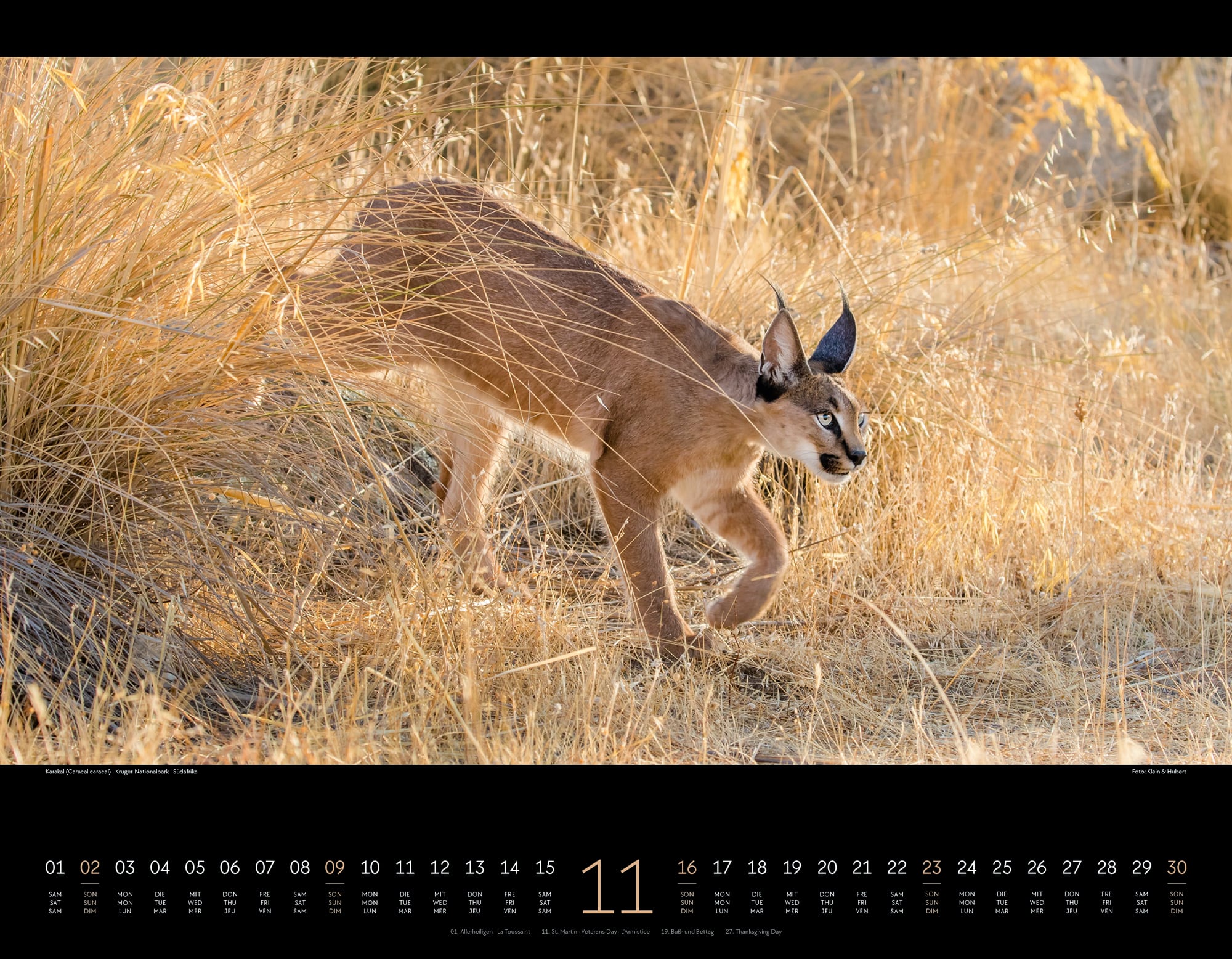 Ackermann Calendar Wild Africa 2025 - Inside View 11