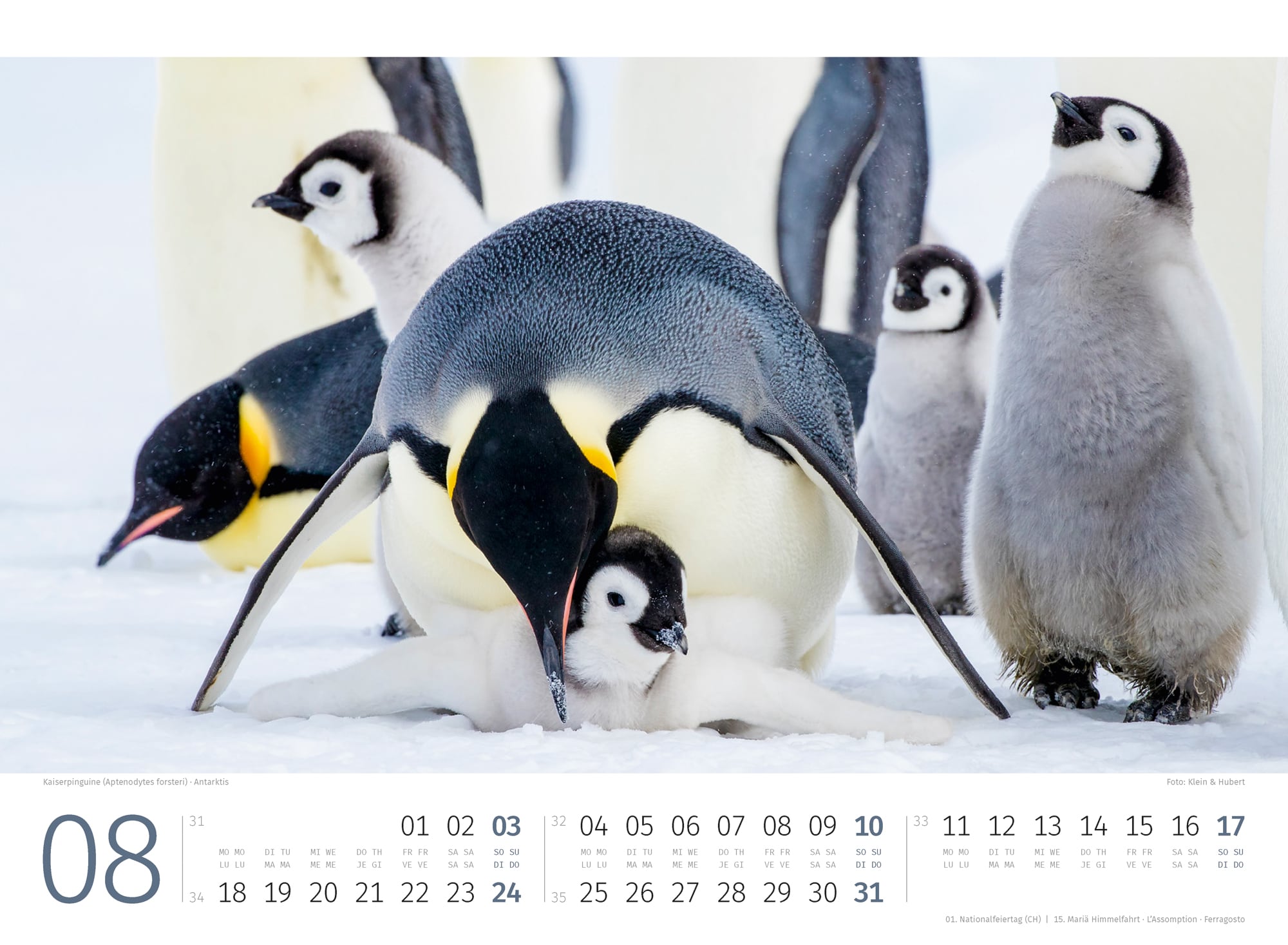 Ackermann Kalender Pinguine 2025 - Innenansicht 08