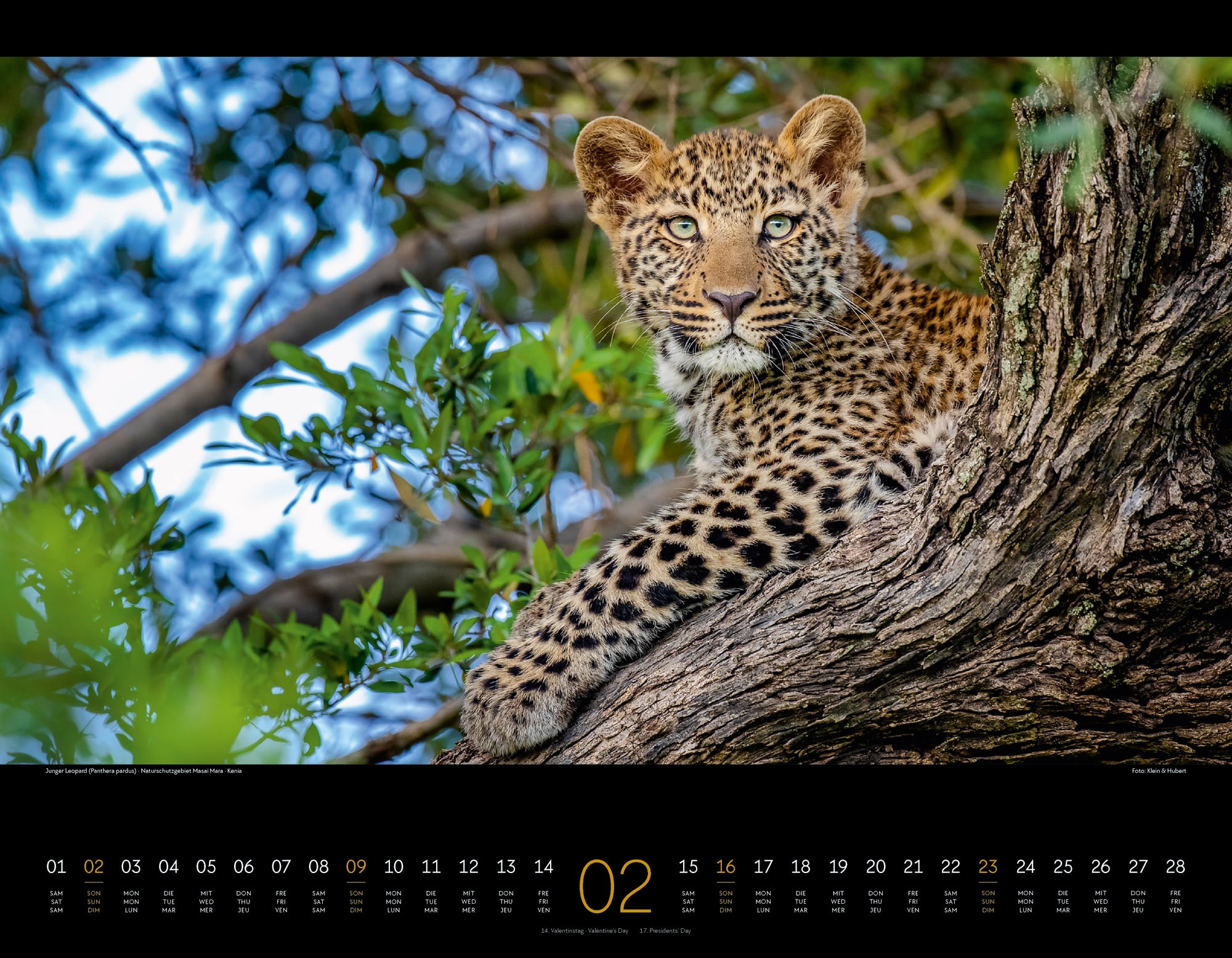 Ackermann Calendar Wild Africa 2025 - Inside View 02