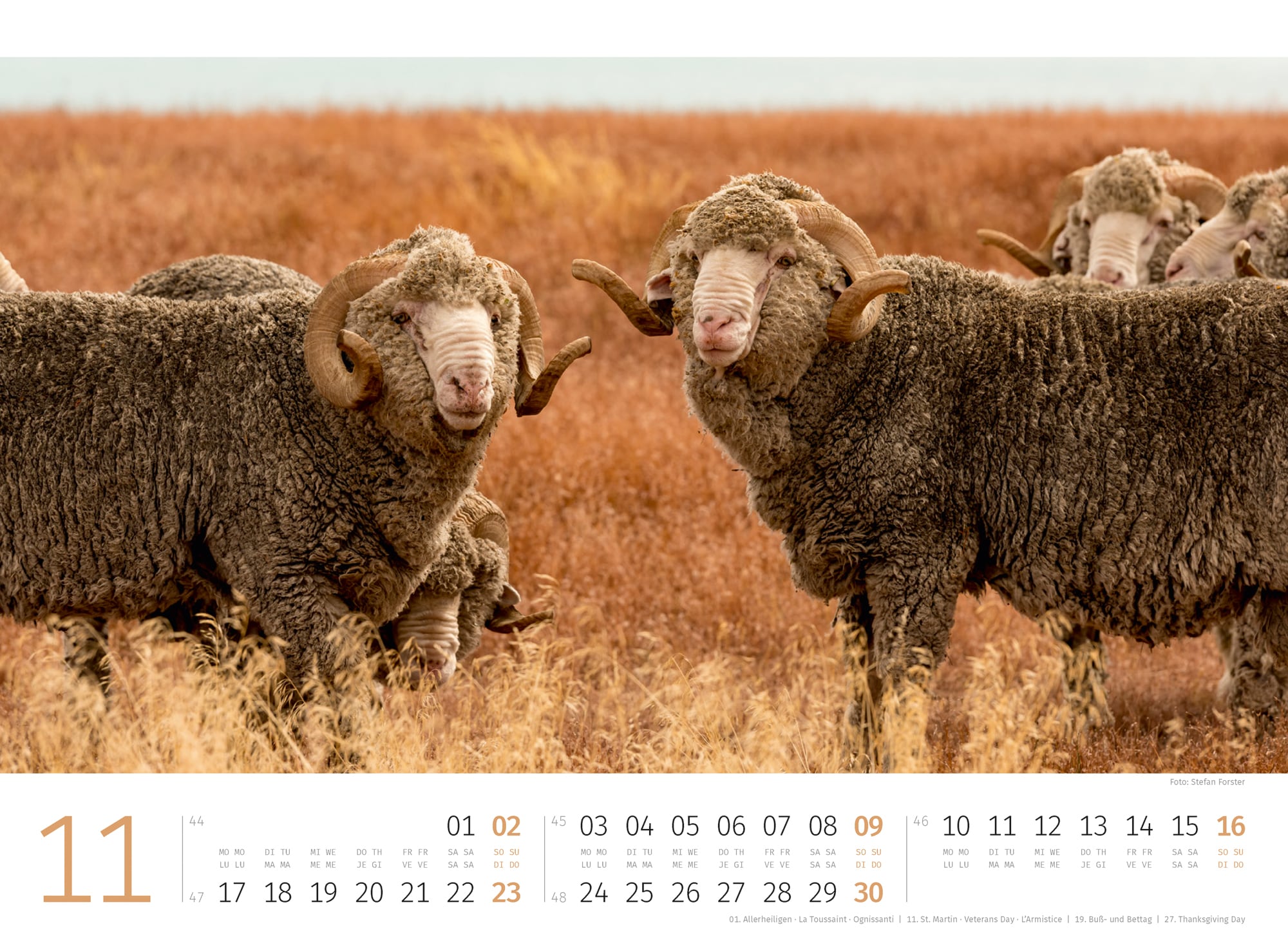 Ackermann Calendar Sheep 2025 - Inside View 11