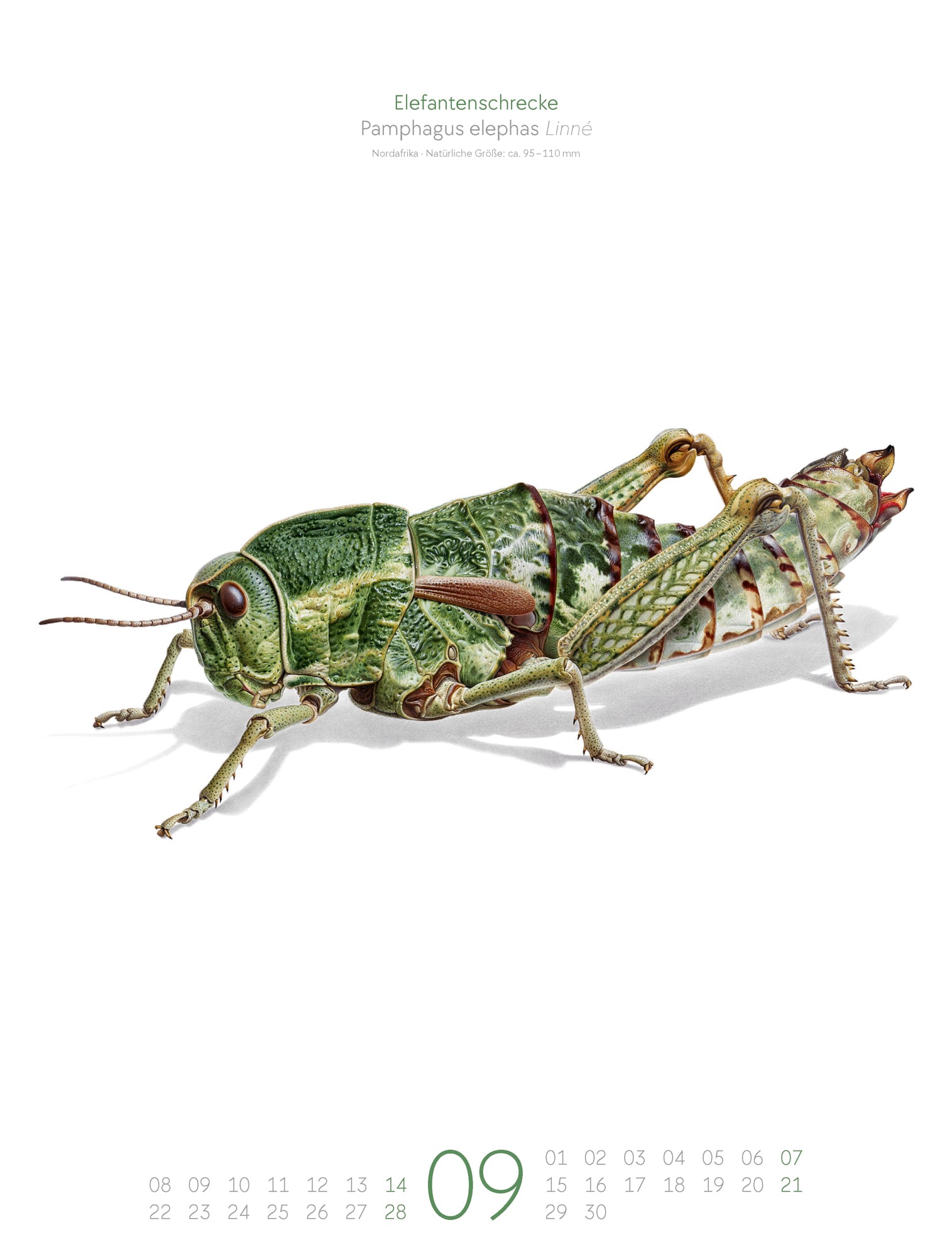 Ackermann Calendar Bugs Life 2025  - Inside View 09