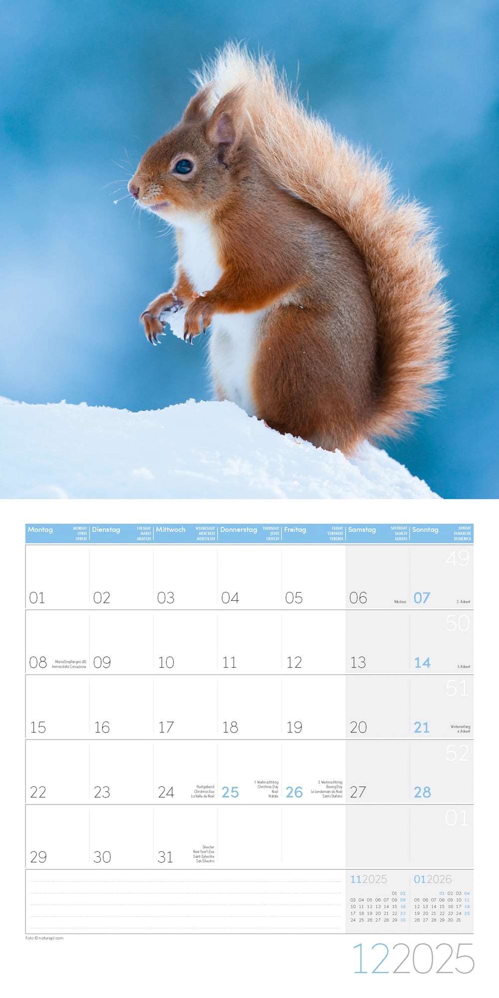Art12 Collection Kalender Eichhörnchen 2025 - 30x30 - Innenansicht 12