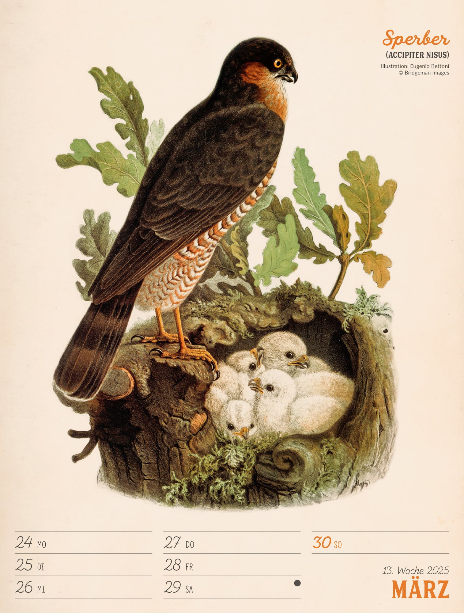 Ackermann Calendar The wonderful World of Birds 2025 - Weekly Planner - Inside View 16