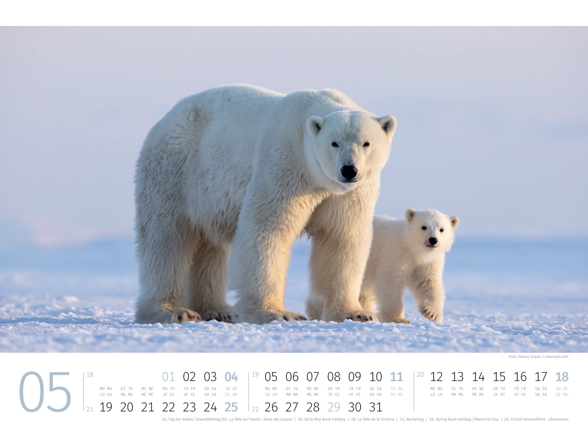 Ackermann Kalender Eisbären 2025 - Innenansicht 05