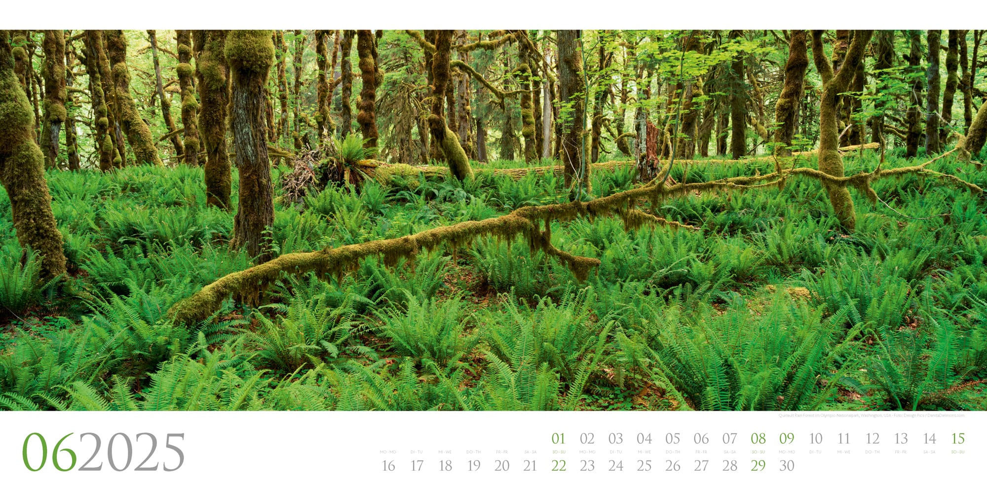 Ackermann Kalender Wilde Wälder 2025 - Innenansicht 06