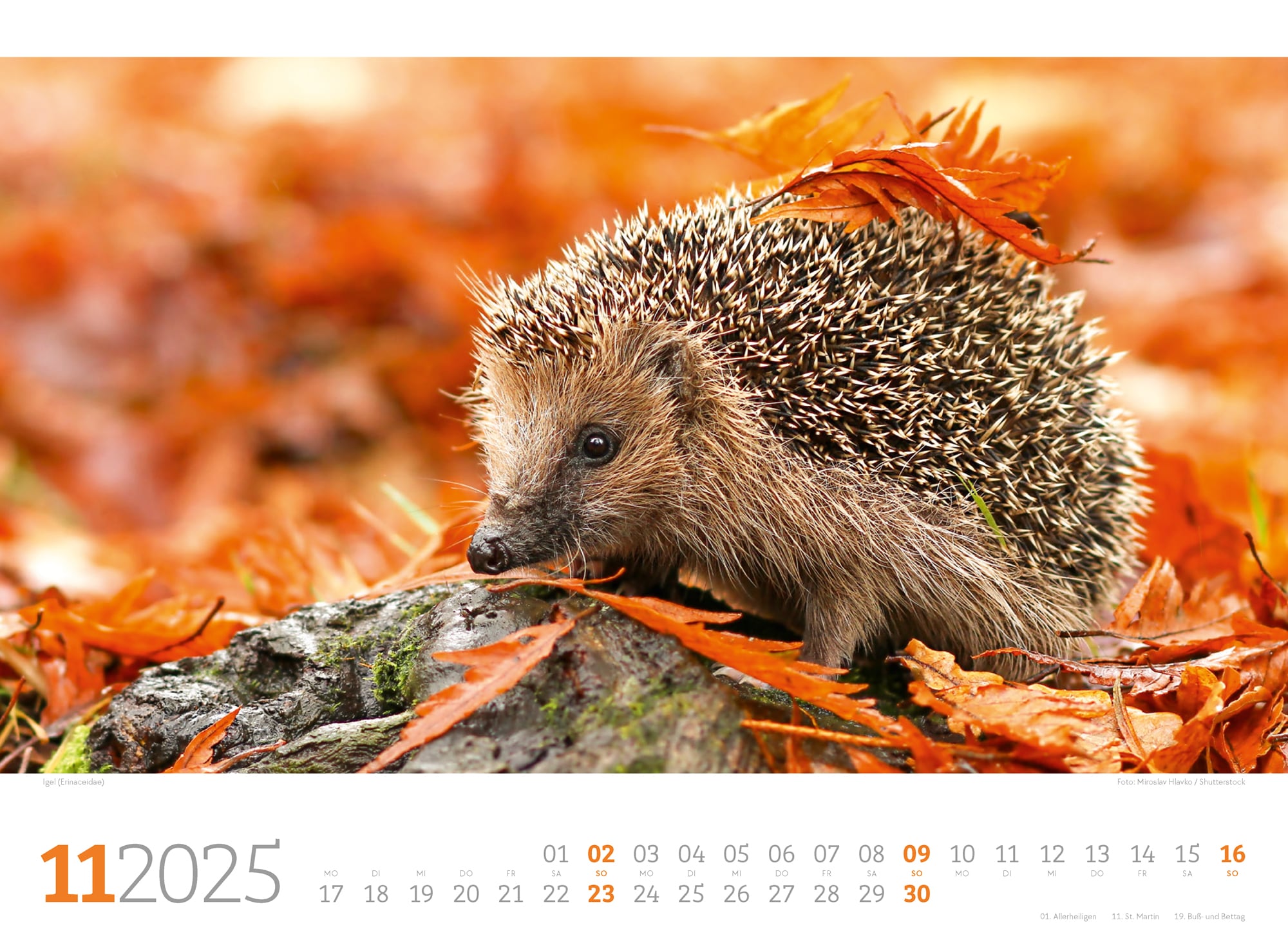 Ackermann Calendar Forest Animals 2025 - Inside View 11