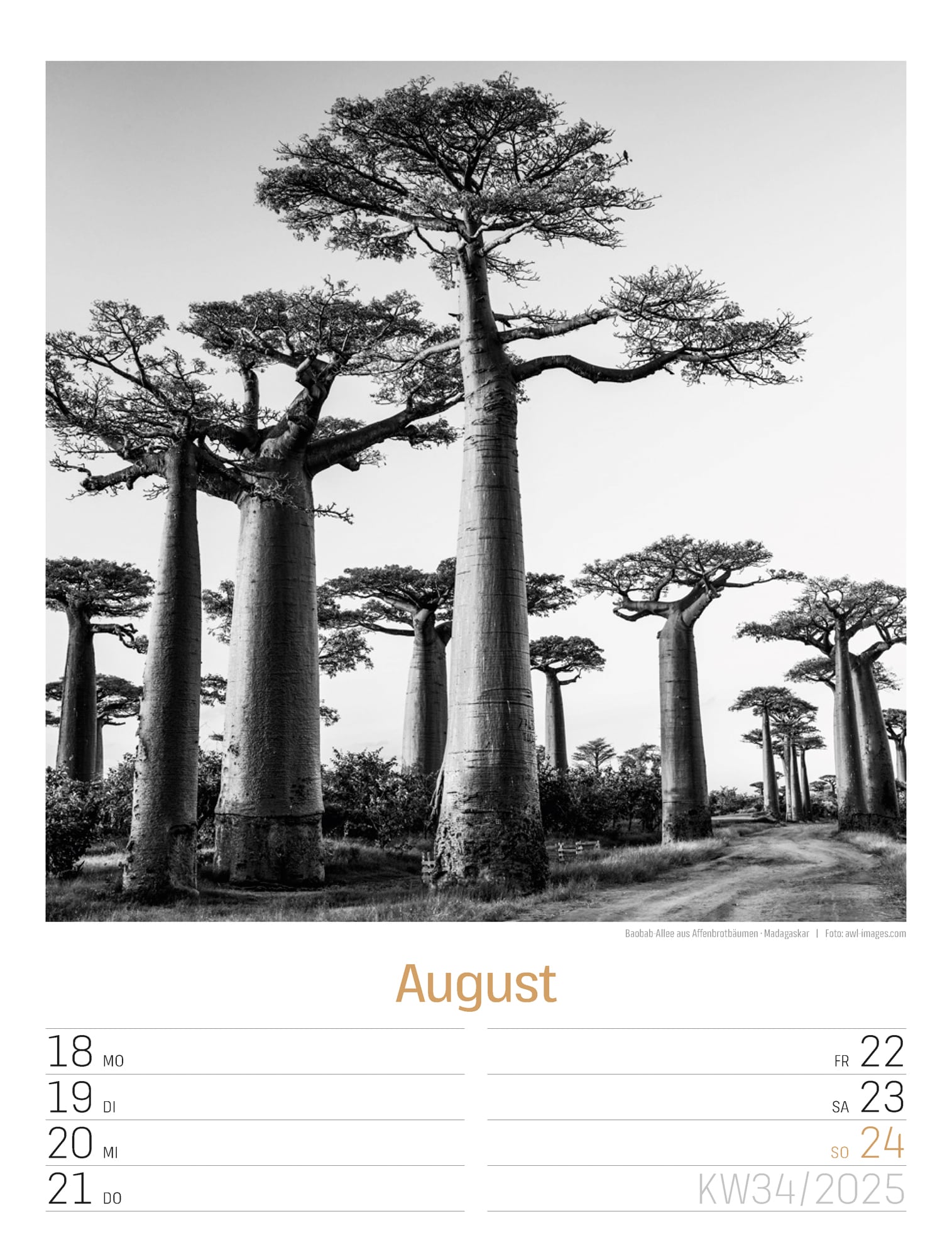 Ackermann Calendar Silent Nature 2025 - Weekly Planner - Inside View 37