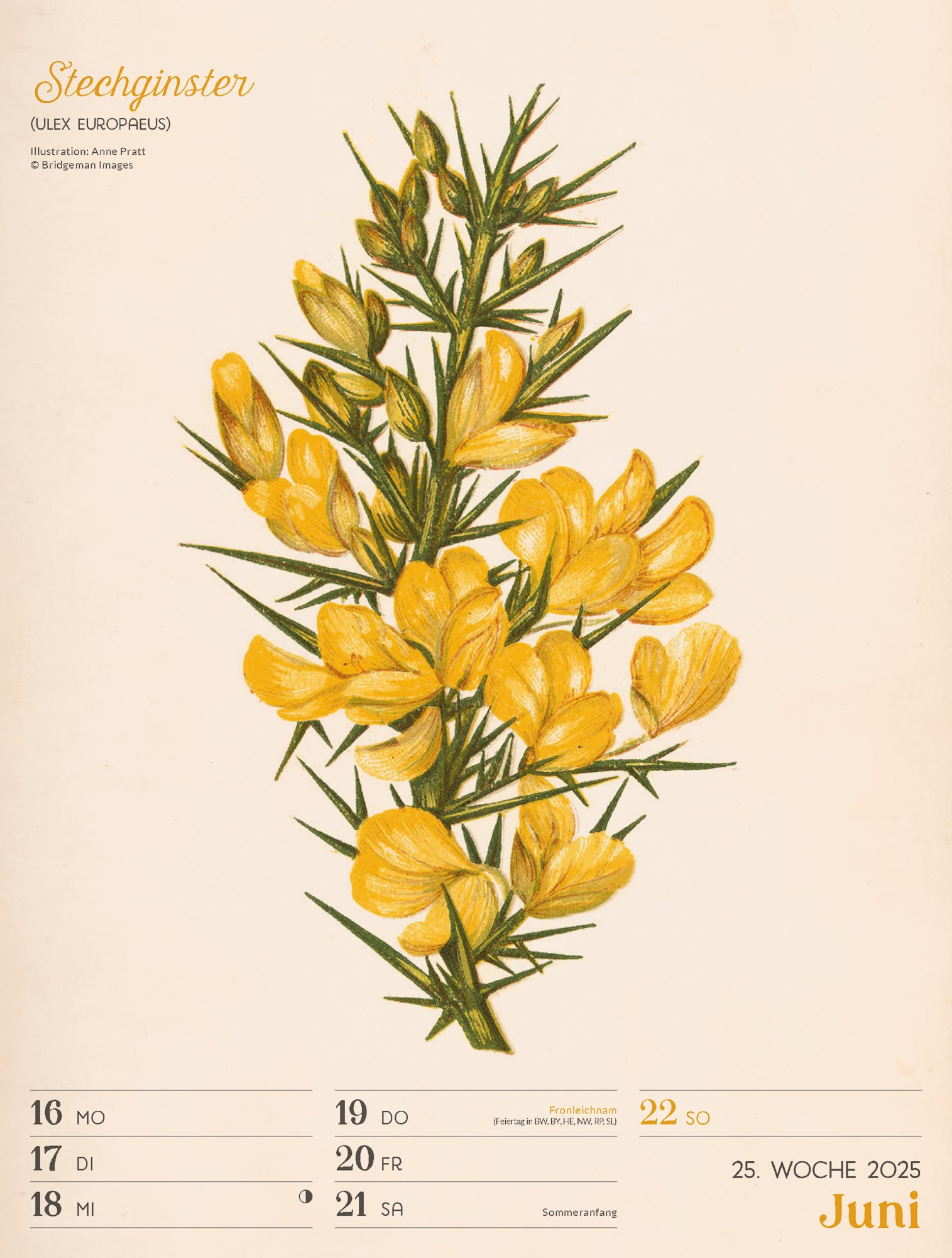 Ackermann Calendar Ars Floralis 2025 - Weekly Planner - Inside View 28