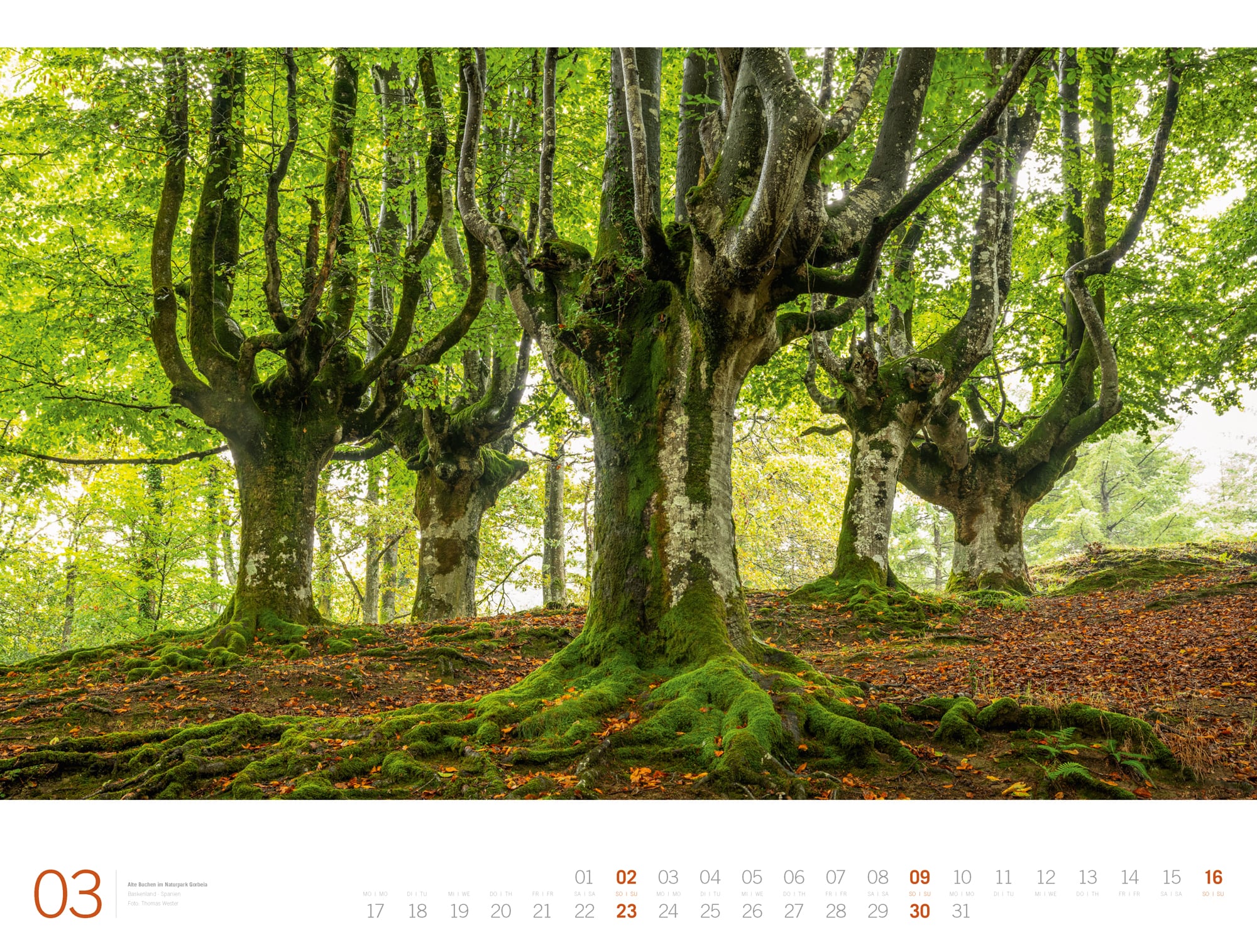 Ackermann Calendar Forest - Gallery 2025 - Inside View 03