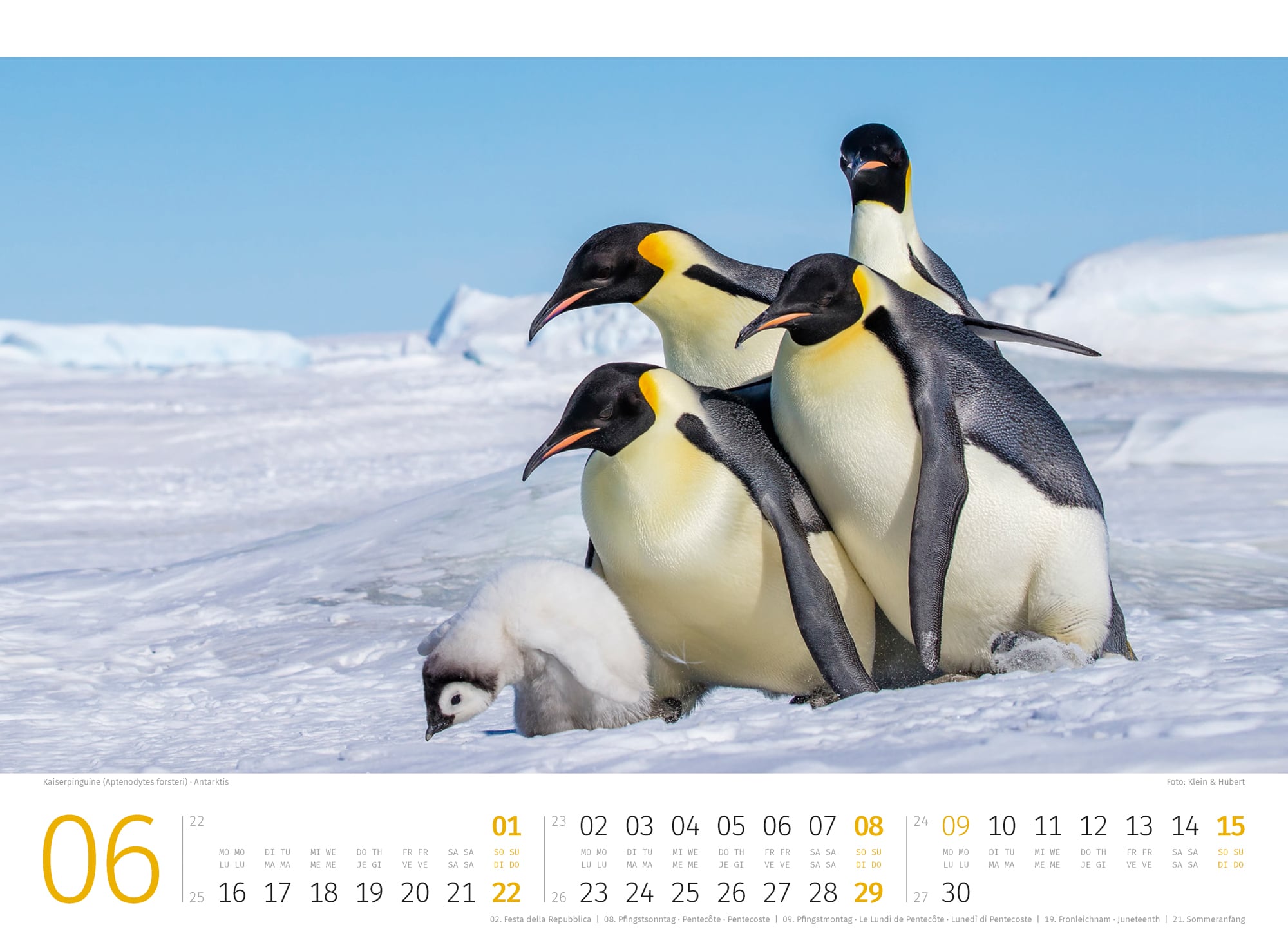 Ackermann Kalender Pinguine 2025 - Innenansicht 06