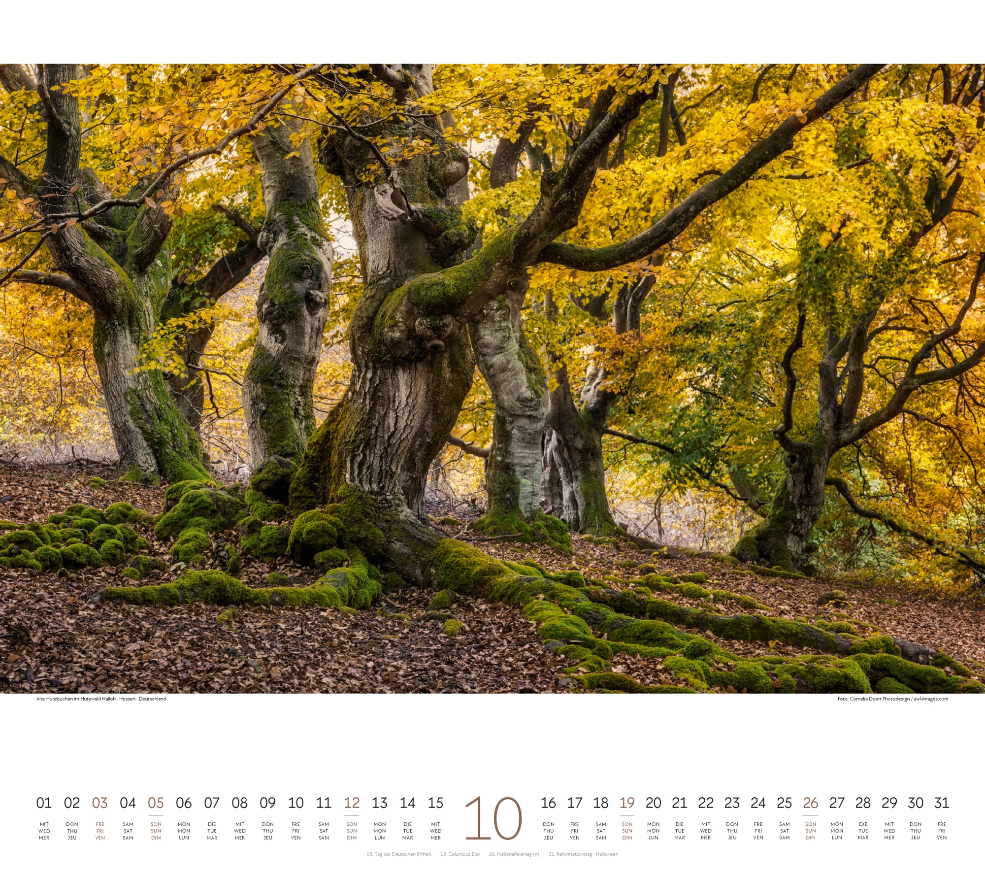 Ackermann Calendar Forest 2025 - Inside View 10