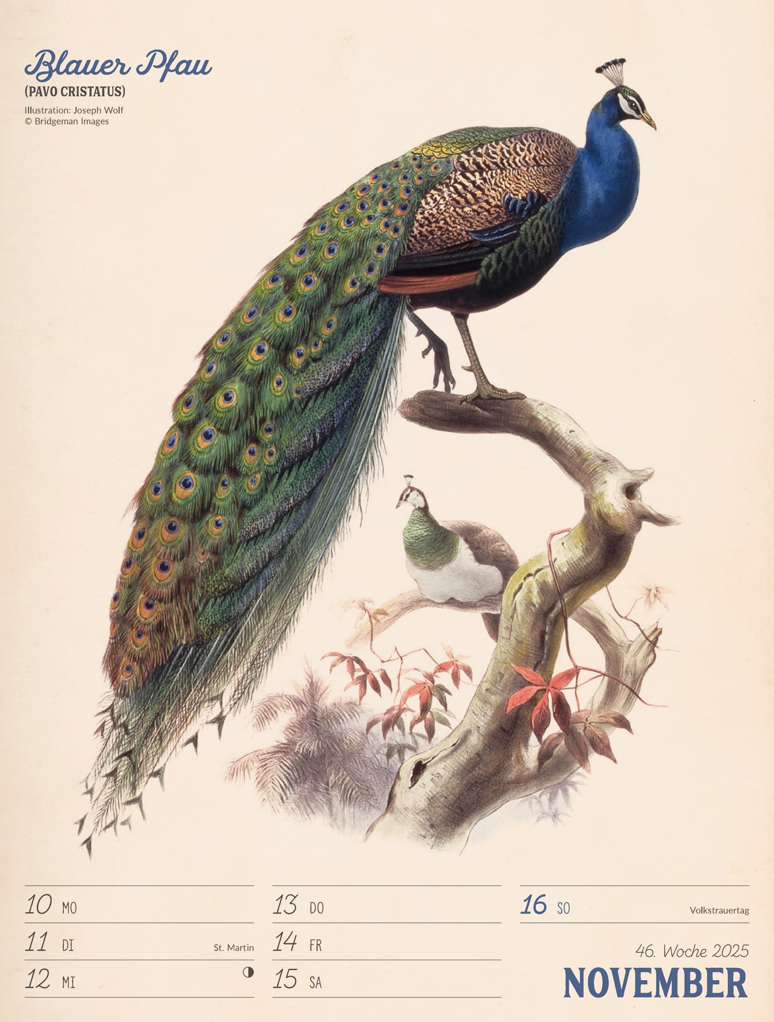 Ackermann Calendar The wonderful World of Birds 2025 - Weekly Planner - Inside View 49