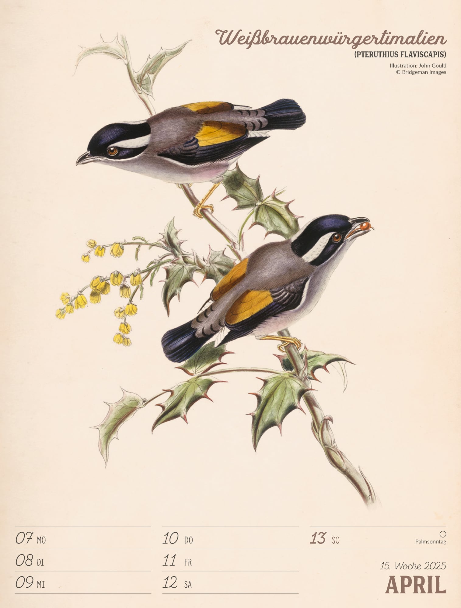 Ackermann Calendar The wonderful World of Birds 2025 - Weekly Planner - Inside View 18