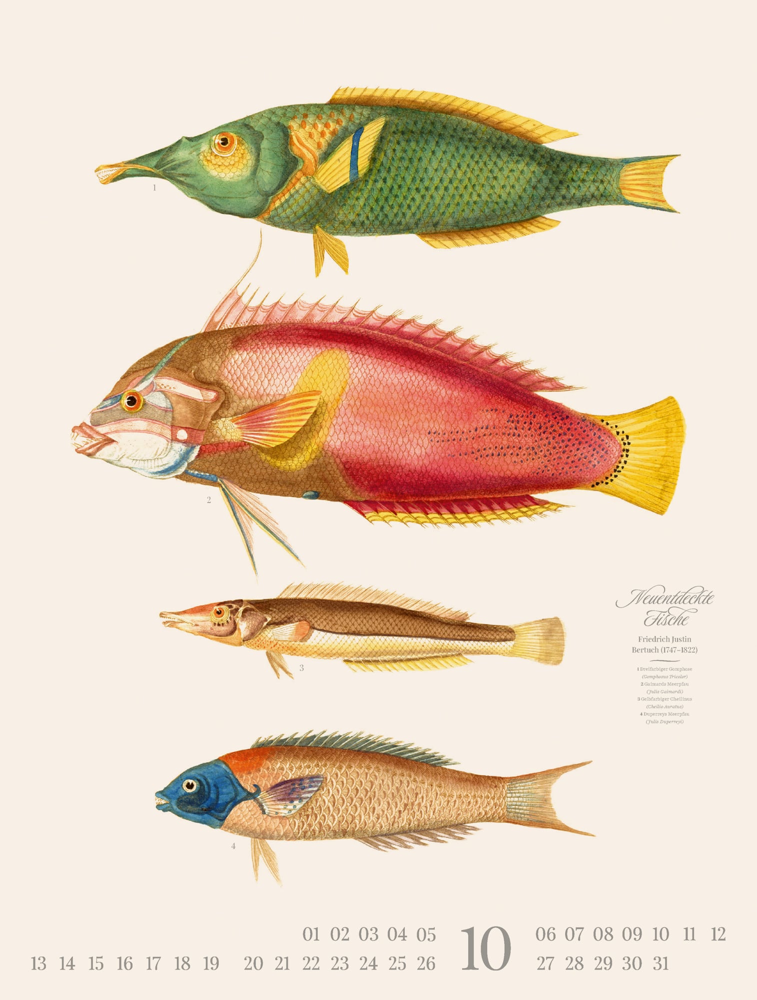 Ackermann Calendar Vintage Fish 2025 - Inside View 10