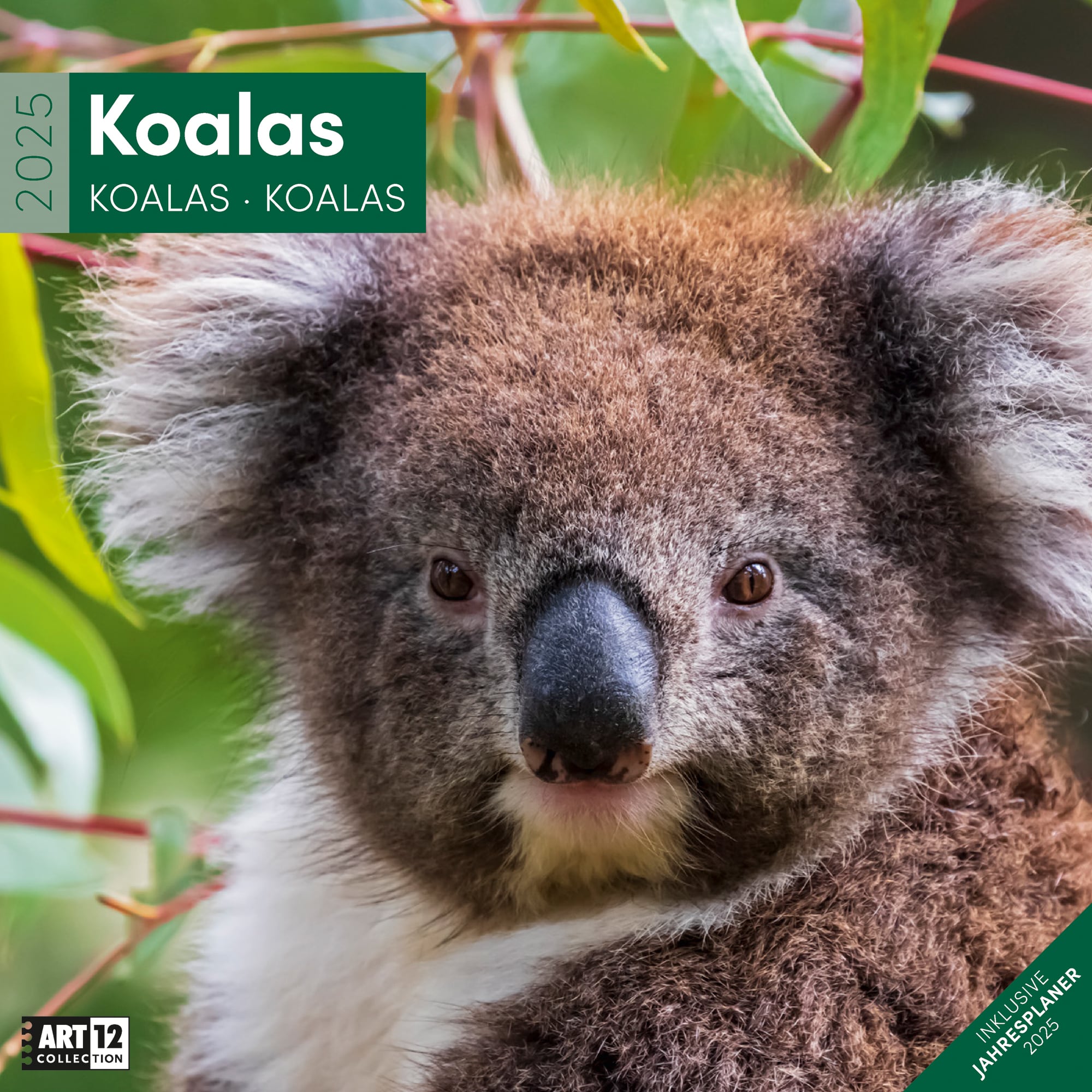 Art12 Collection Kalender Koalas 2025 - 30x30 - Titelblatt