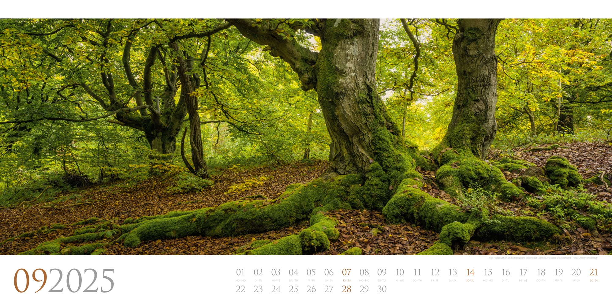 Ackermann Kalender Wilde Wälder 2025 - Innenansicht 09