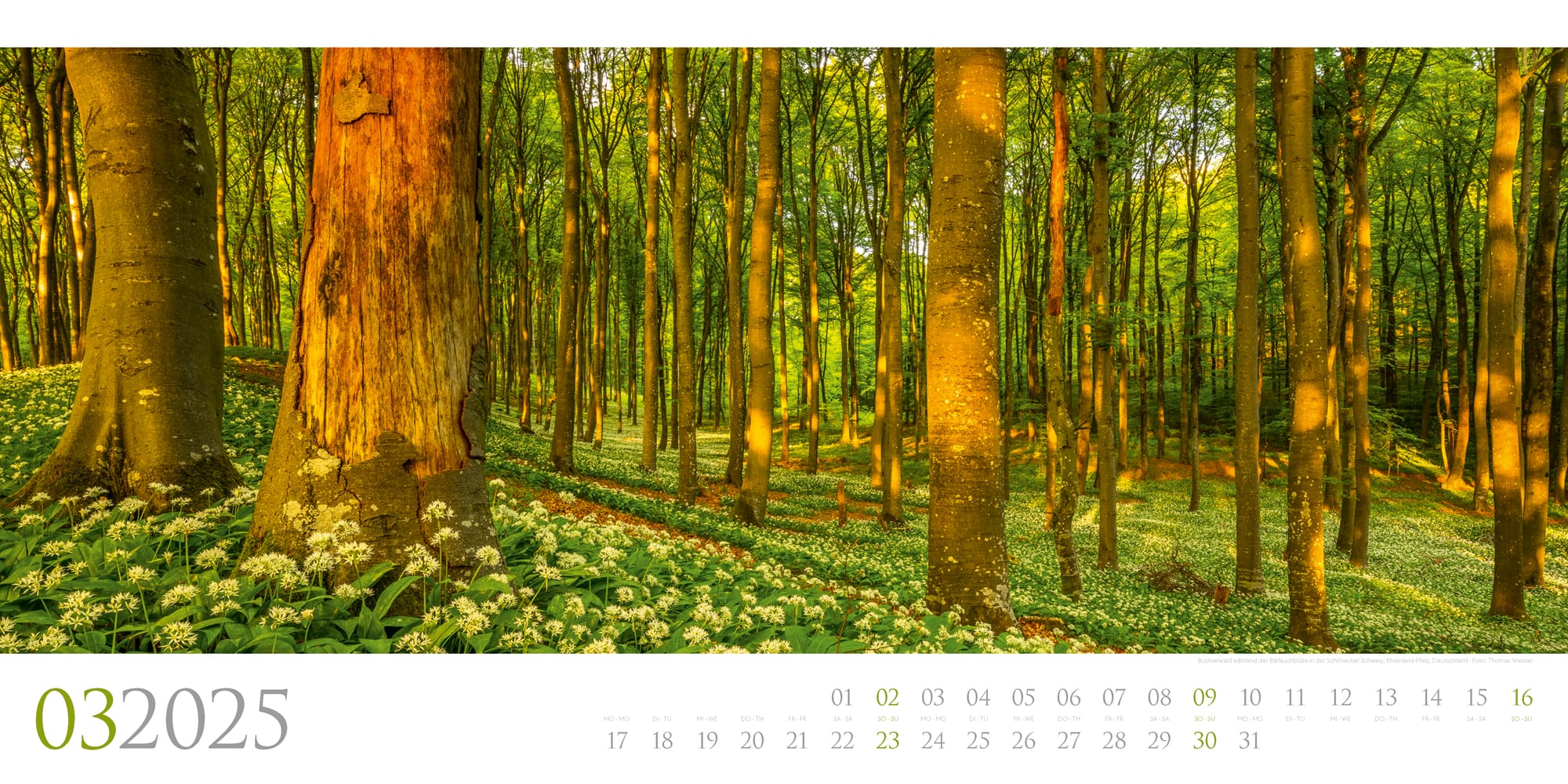 Ackermann Kalender Wilde Wälder 2025 - Innenansicht 03