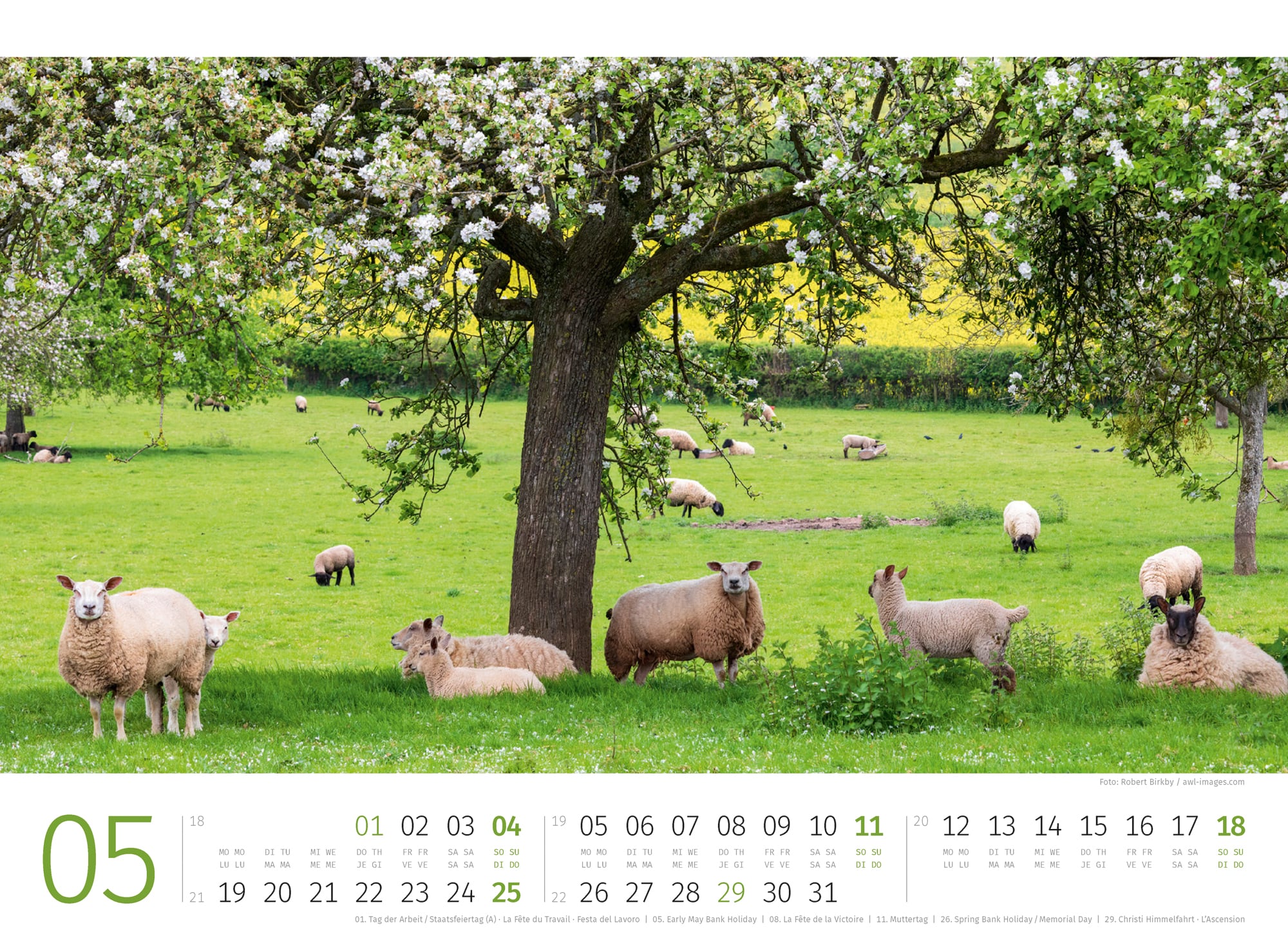 Ackermann Kalender Schafe 2025 - Innenansicht 05