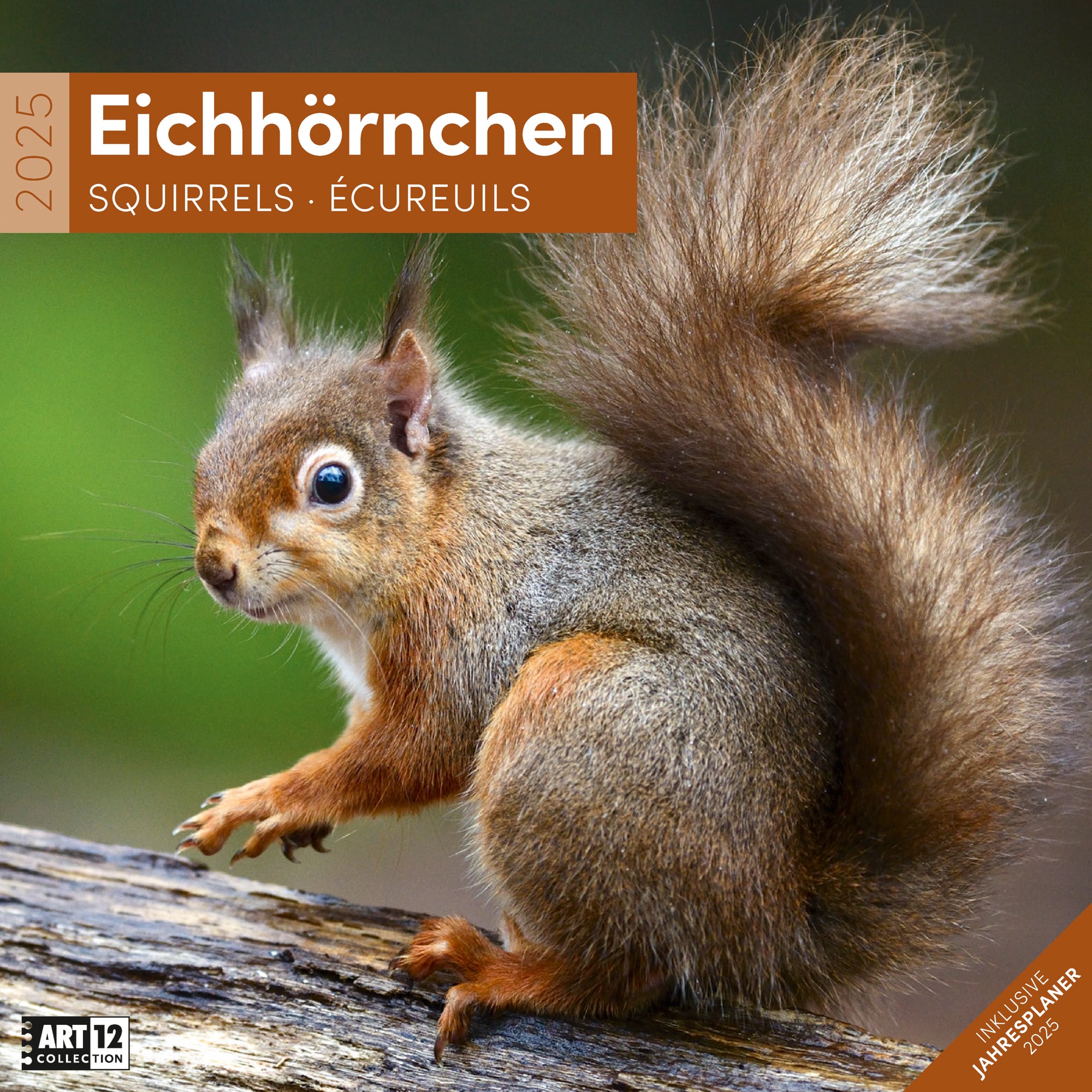 Art12 Collection Kalender Eichhörnchen 2025 - 30x30 - Titelblatt