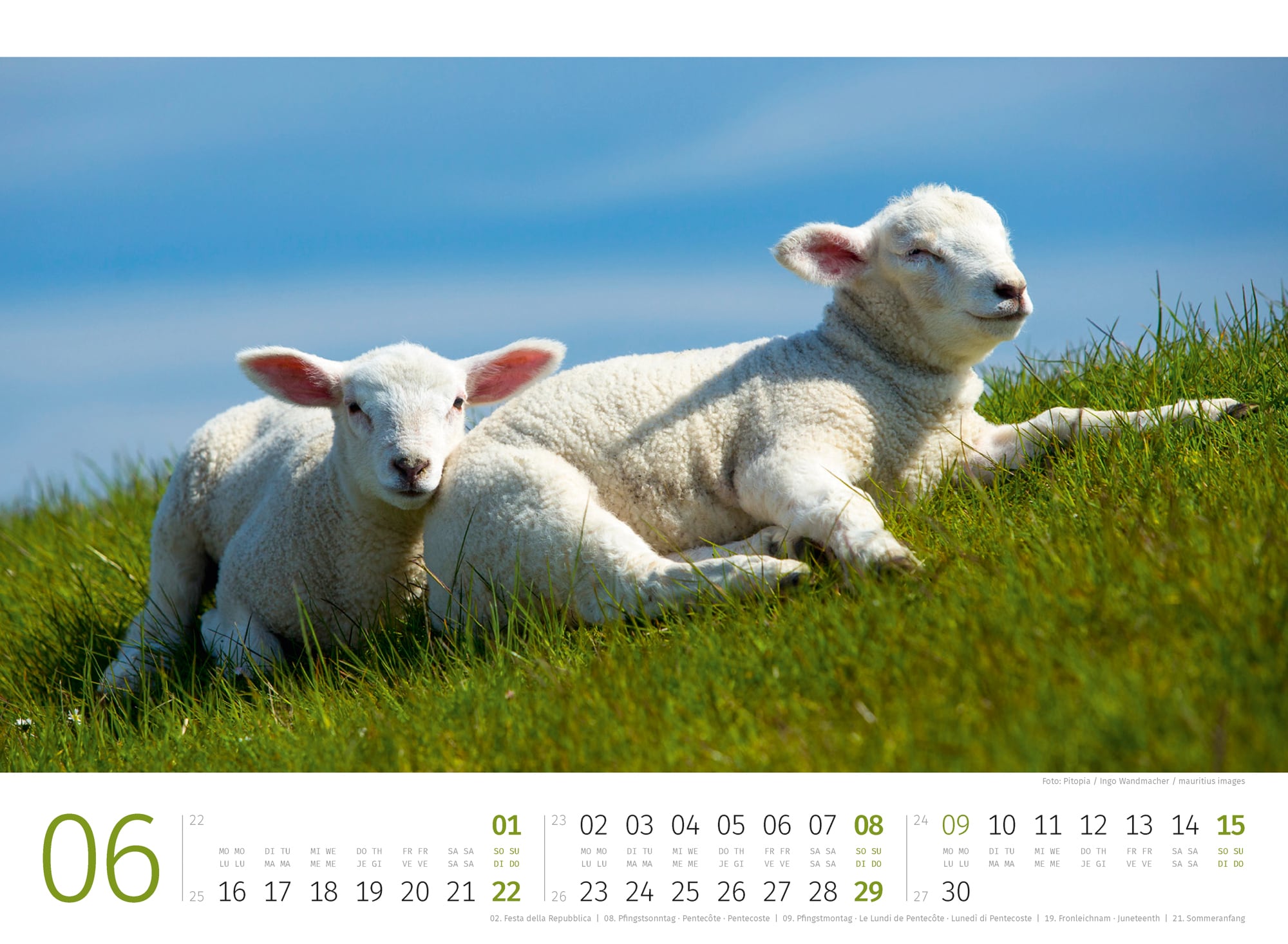 Ackermann Kalender Schafe 2025 - Innenansicht 06