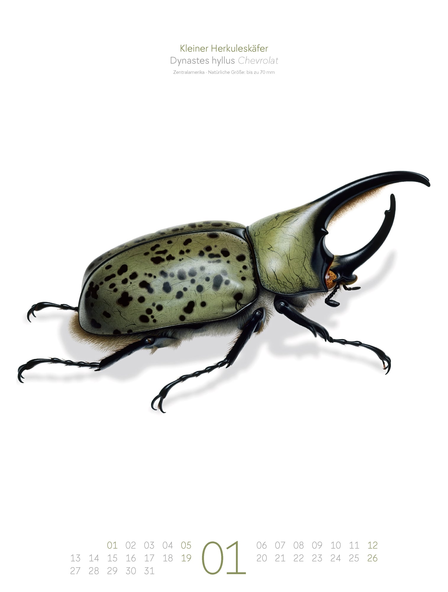 Ackermann Calendar Bugs Life 2025  - Inside View 01