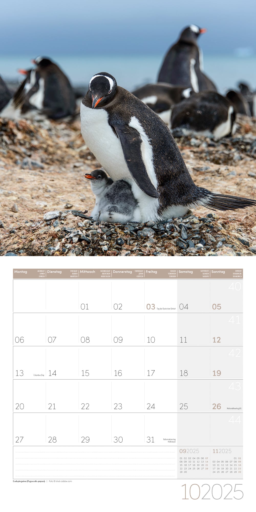 Art12 Collection Kalender Pinguine 2025 - 30x30 - Innenansicht 10