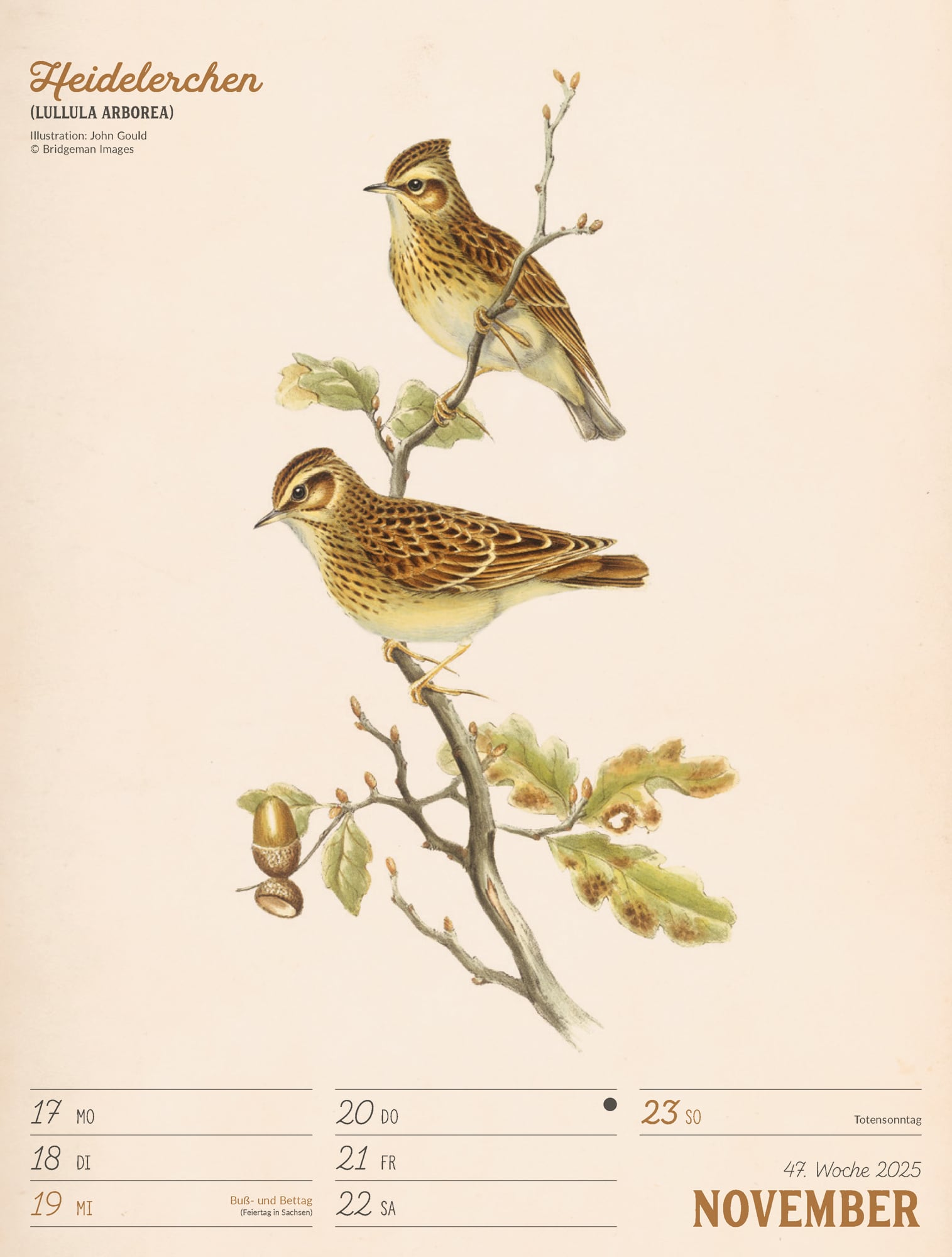 Ackermann Calendar The wonderful World of Birds 2025 - Weekly Planner - Inside View 50