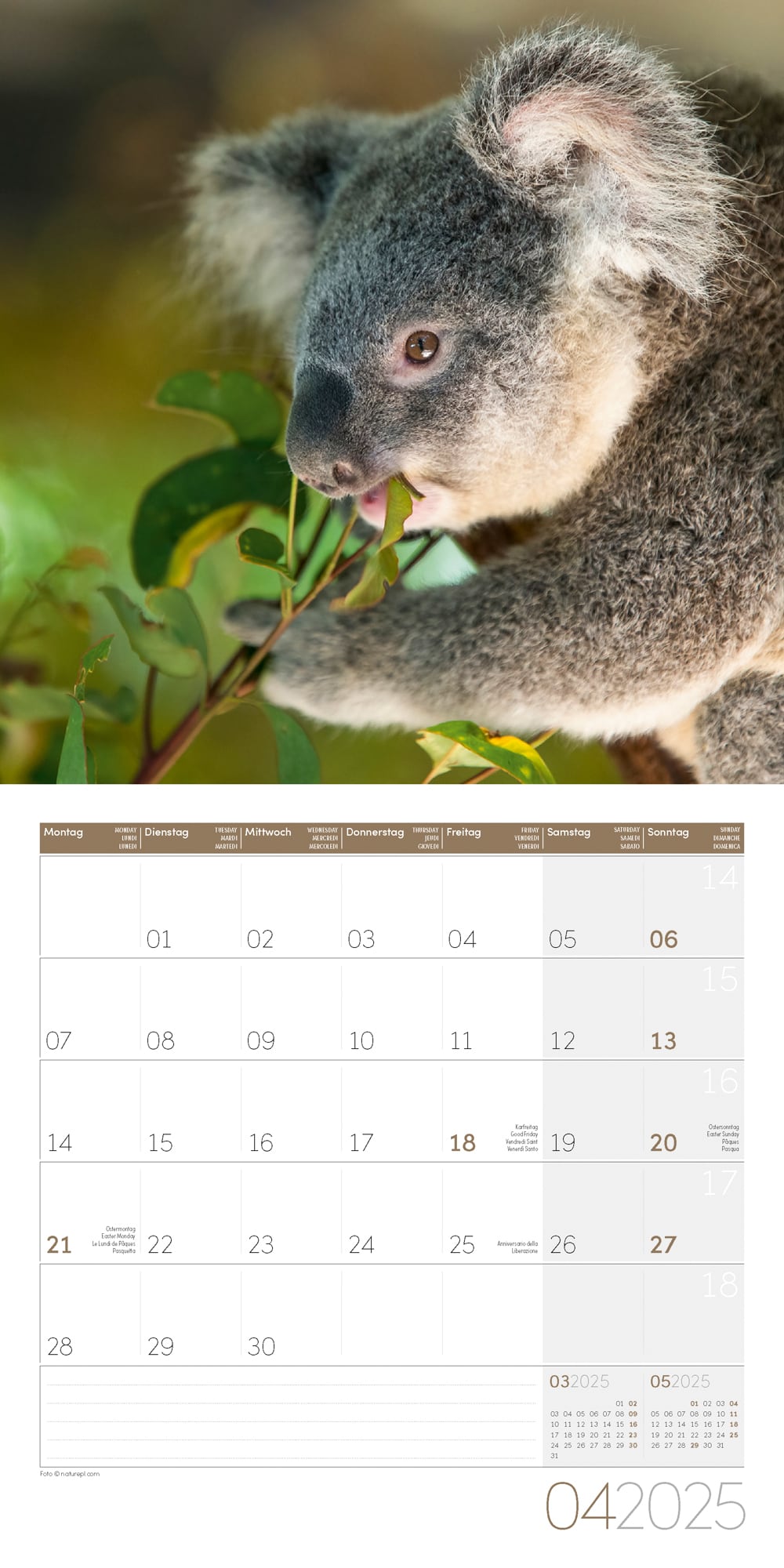Art12 Collection Kalender Koalas 2025 - 30x30 - Innenansicht 04