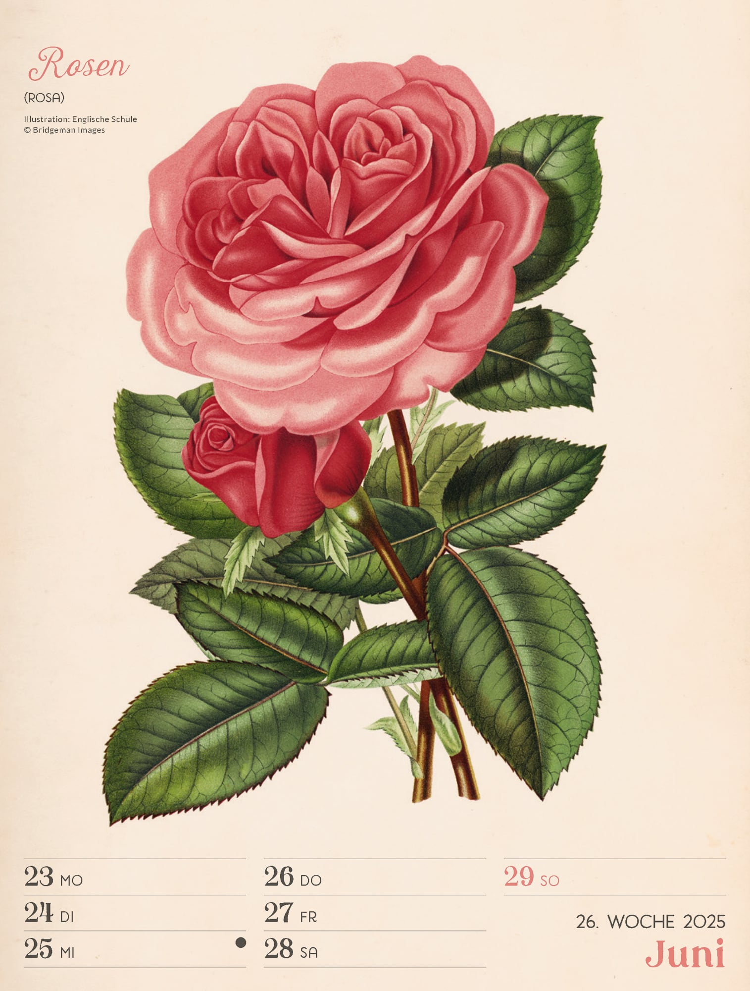 Ackermann Calendar Ars Floralis 2025 - Weekly Planner - Inside View 29