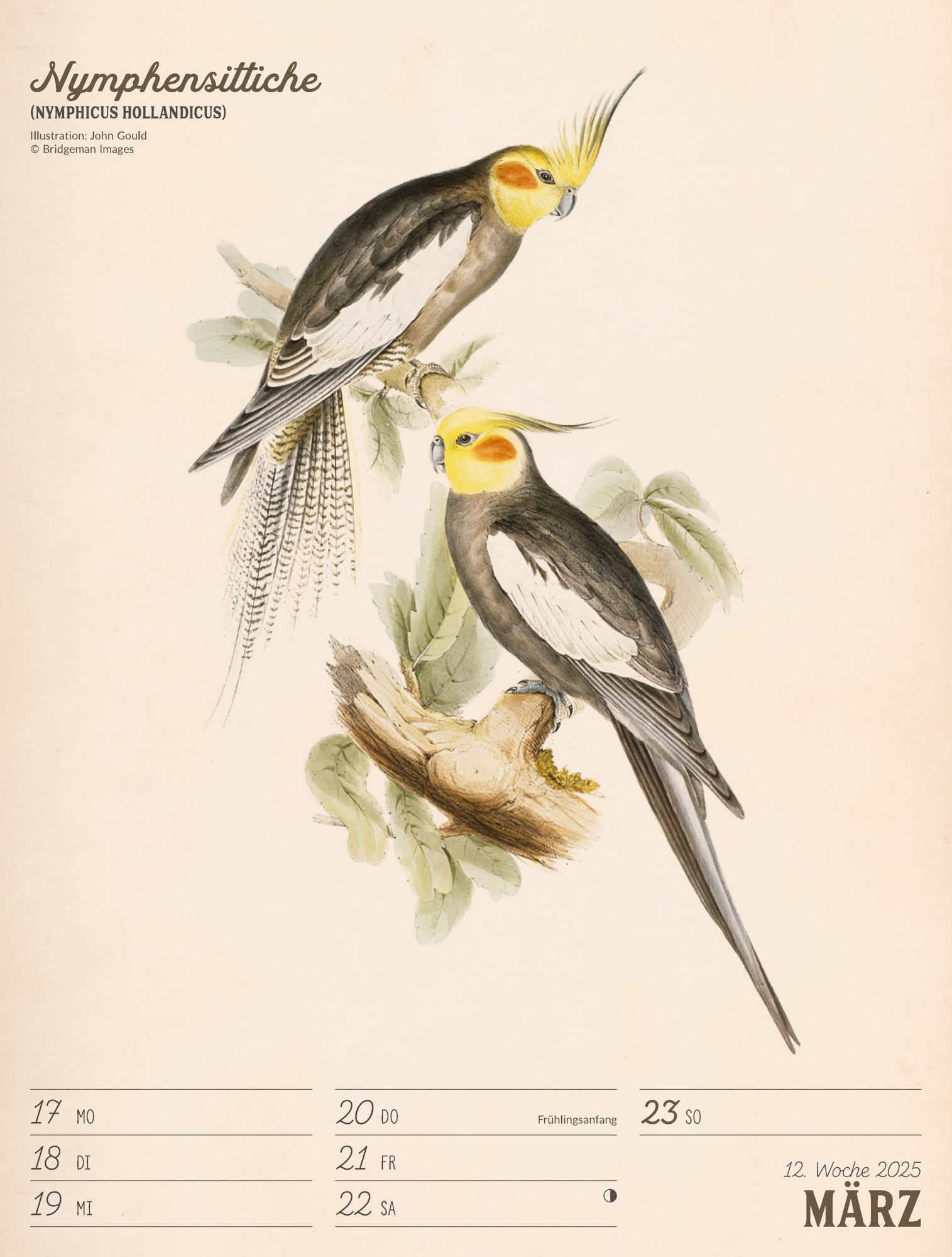 Ackermann Kalender Wunderbare Vogelwelt - Wochenplaner 2025 - Innenansicht 15