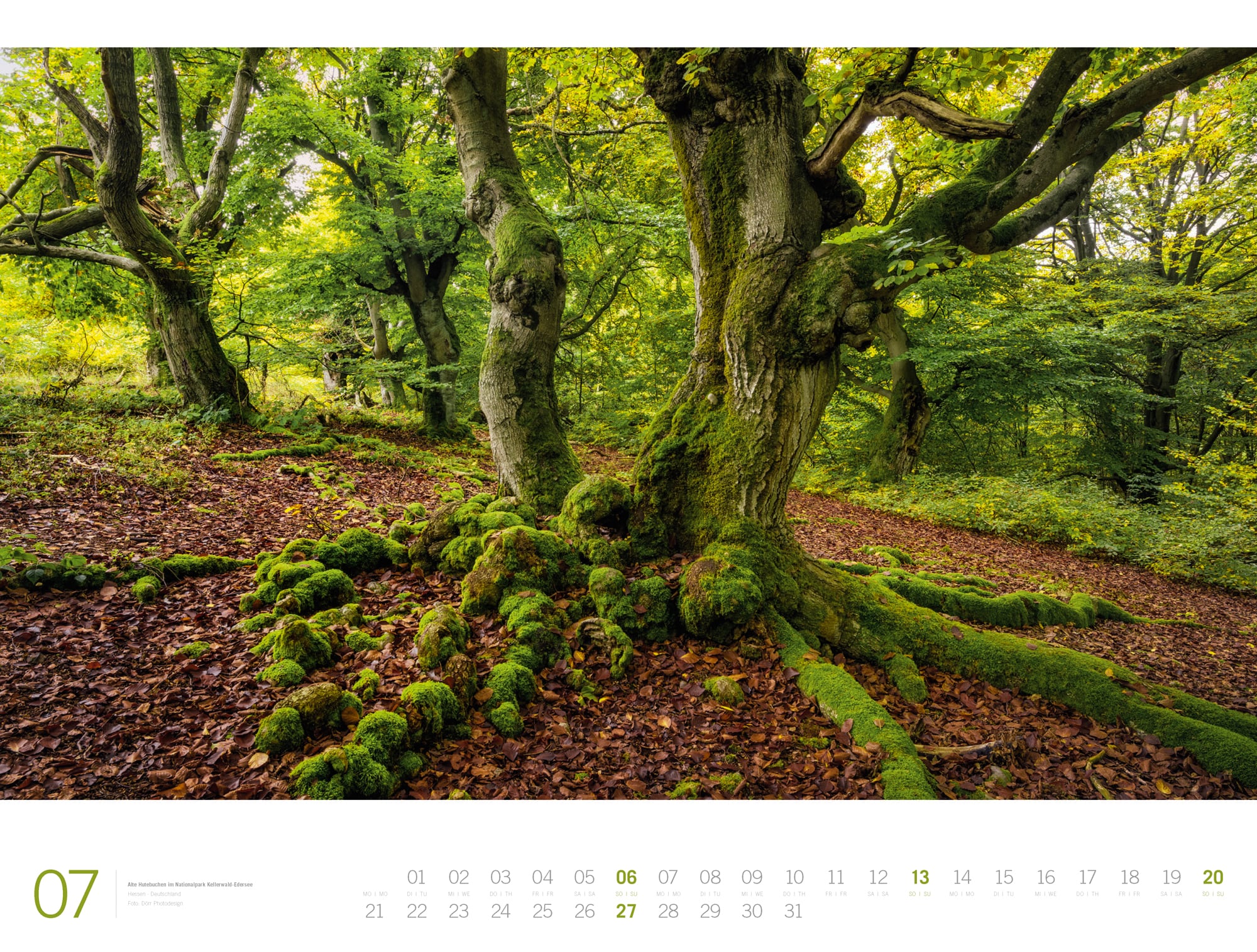 Ackermann Calendar Forest - Gallery 2025 - Inside View 07