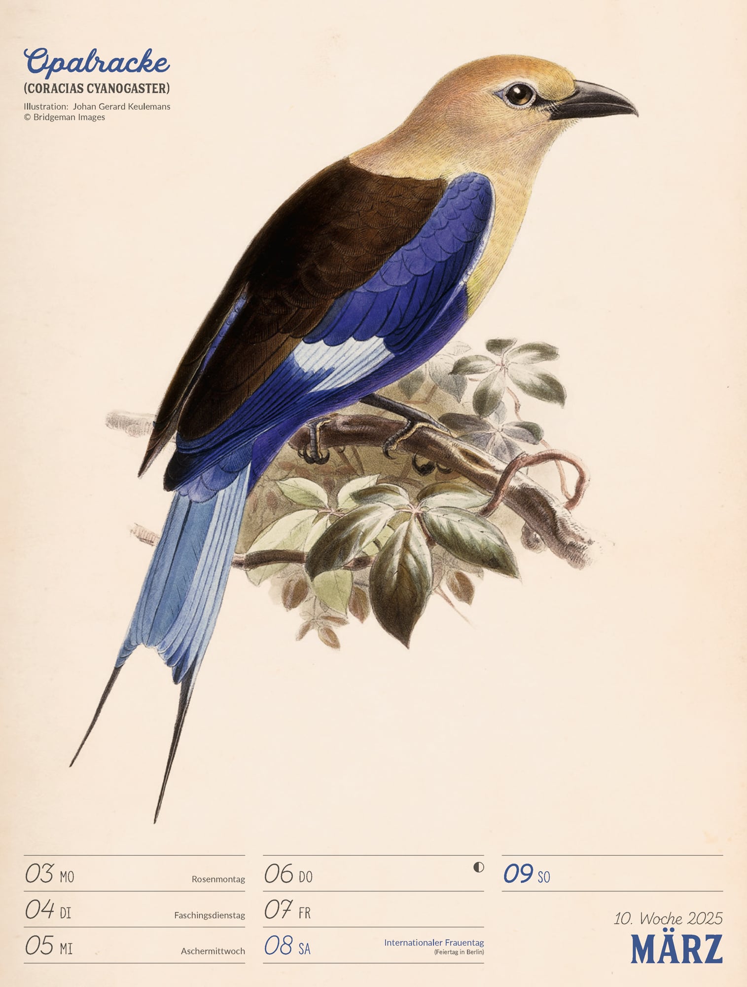 Ackermann Calendar The wonderful World of Birds 2025 - Weekly Planner - Inside View 13