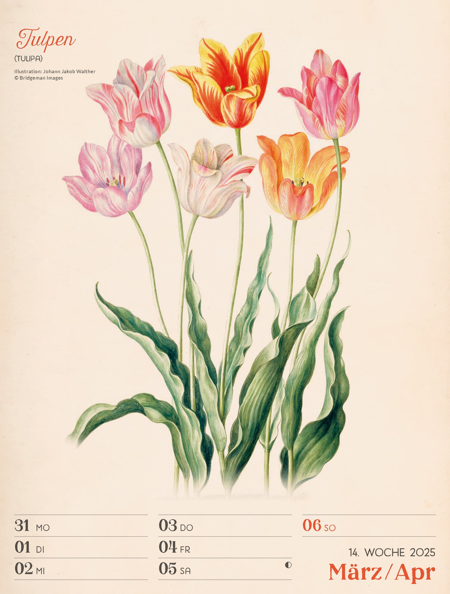 Ackermann Calendar Ars Floralis 2025 - Weekly Planner - Inside View 17