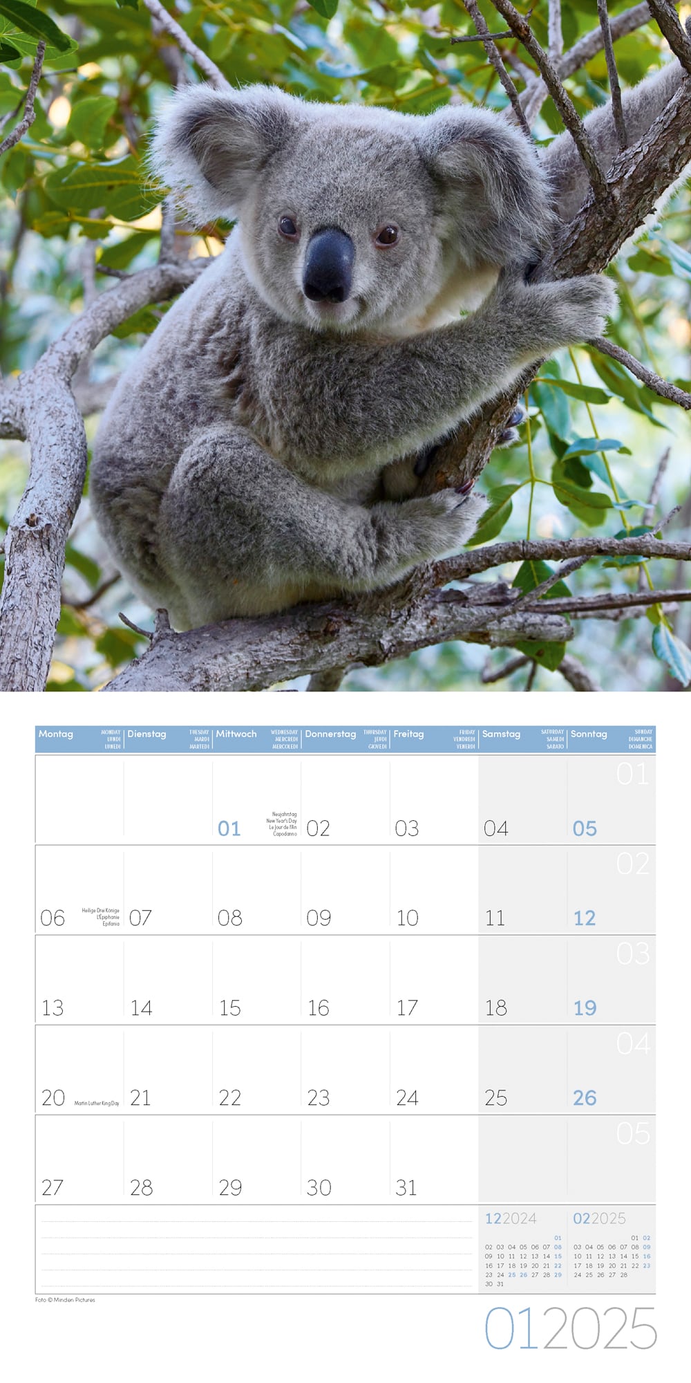 Art12 Collection Kalender Koalas 2025 - 30x30 - Innenansicht 01