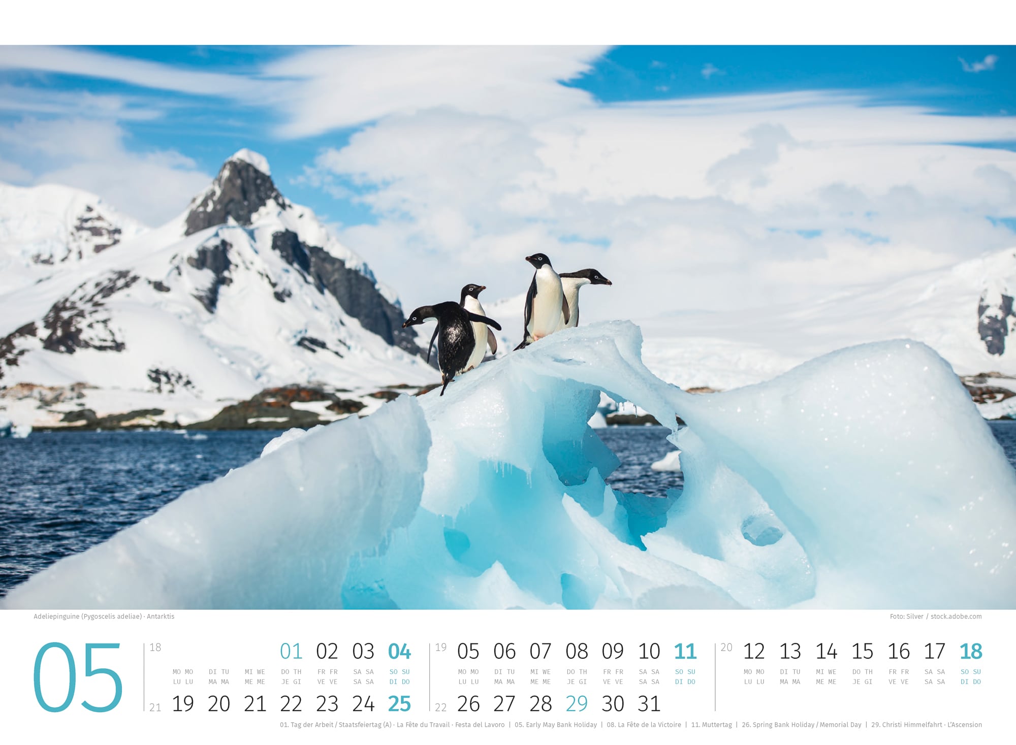 Ackermann Calendar Penguins 2025 - Inside View 05