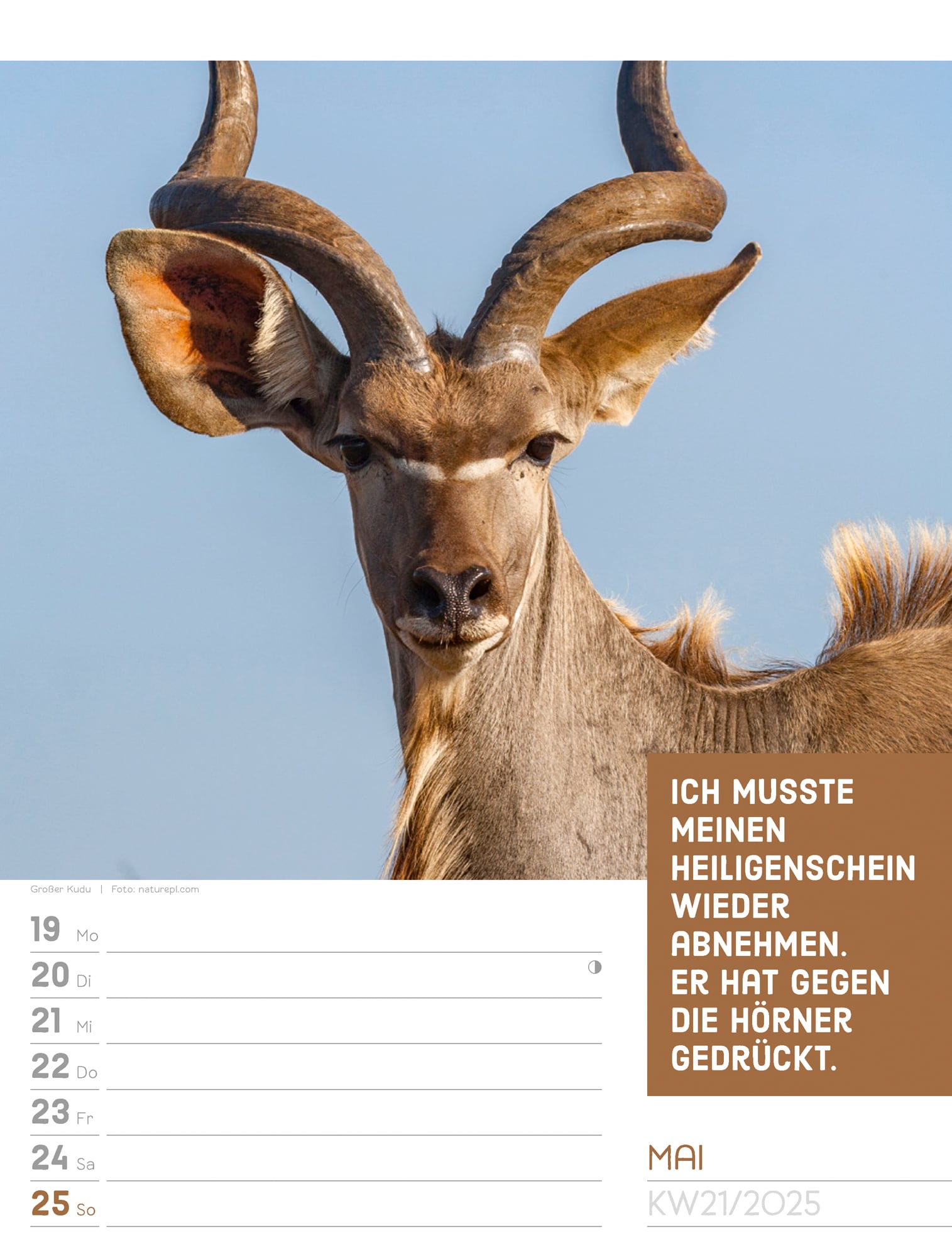 Ackermann Calendar Animals 2025 - Weekly Planner - Inside View 24