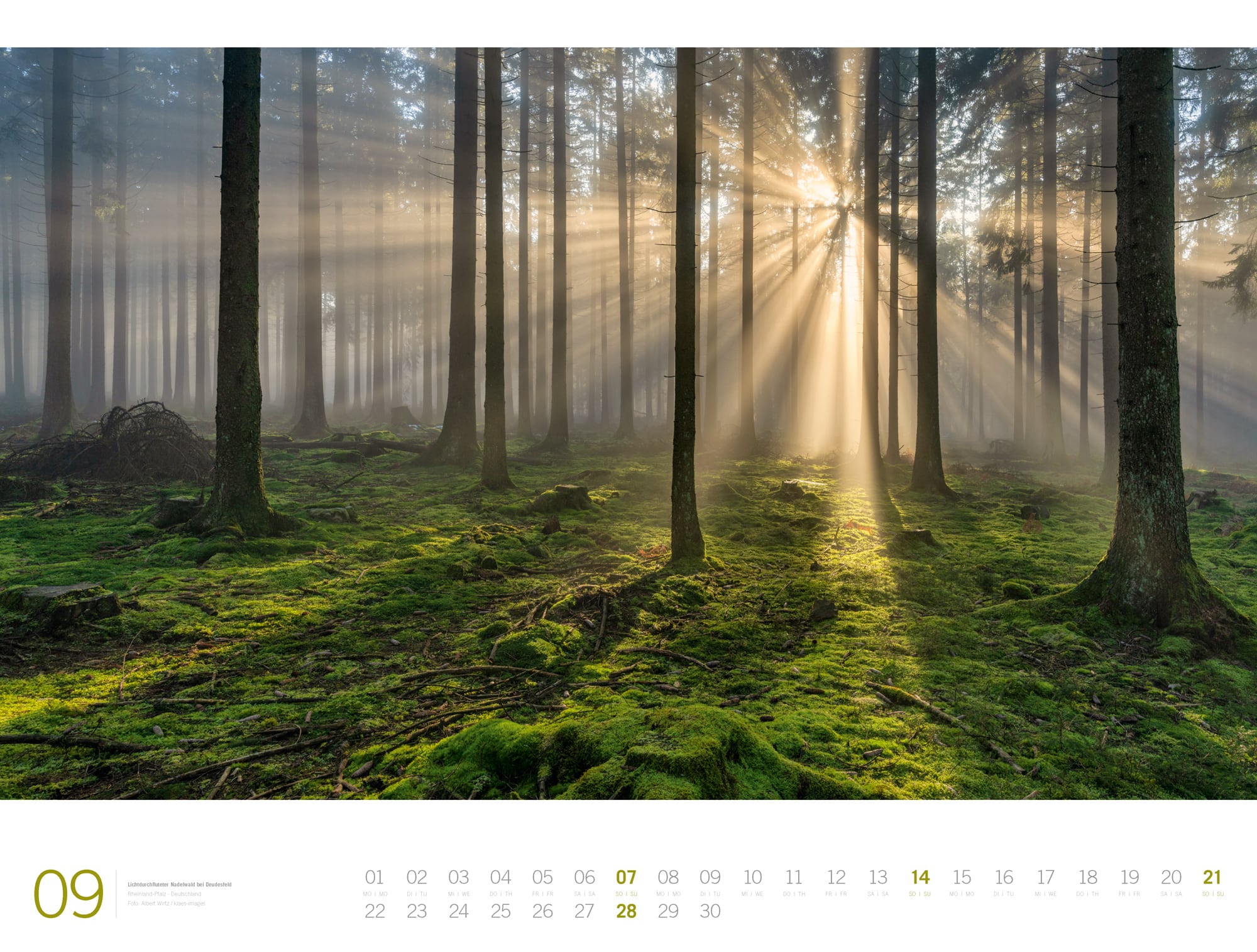 Ackermann Calendar Forest - Gallery 2025 - Inside View 09